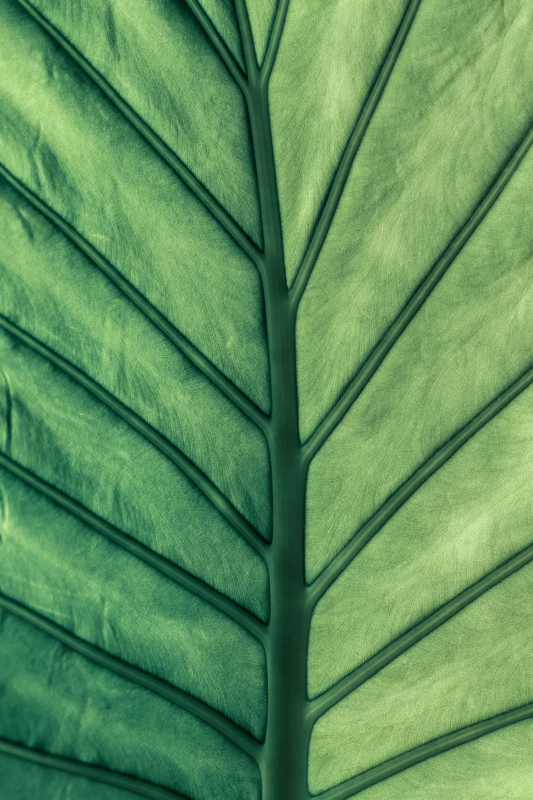 Green Leaf Closeup Best Desktop Wallpapers Screensavers Backgrounds For Apple iPhone 11 12 13 14 15 16 17 Pro Max 2025 2026 wallpaper for Apple iPhone, Apple Watch, Mac, iPad and Apple Watch