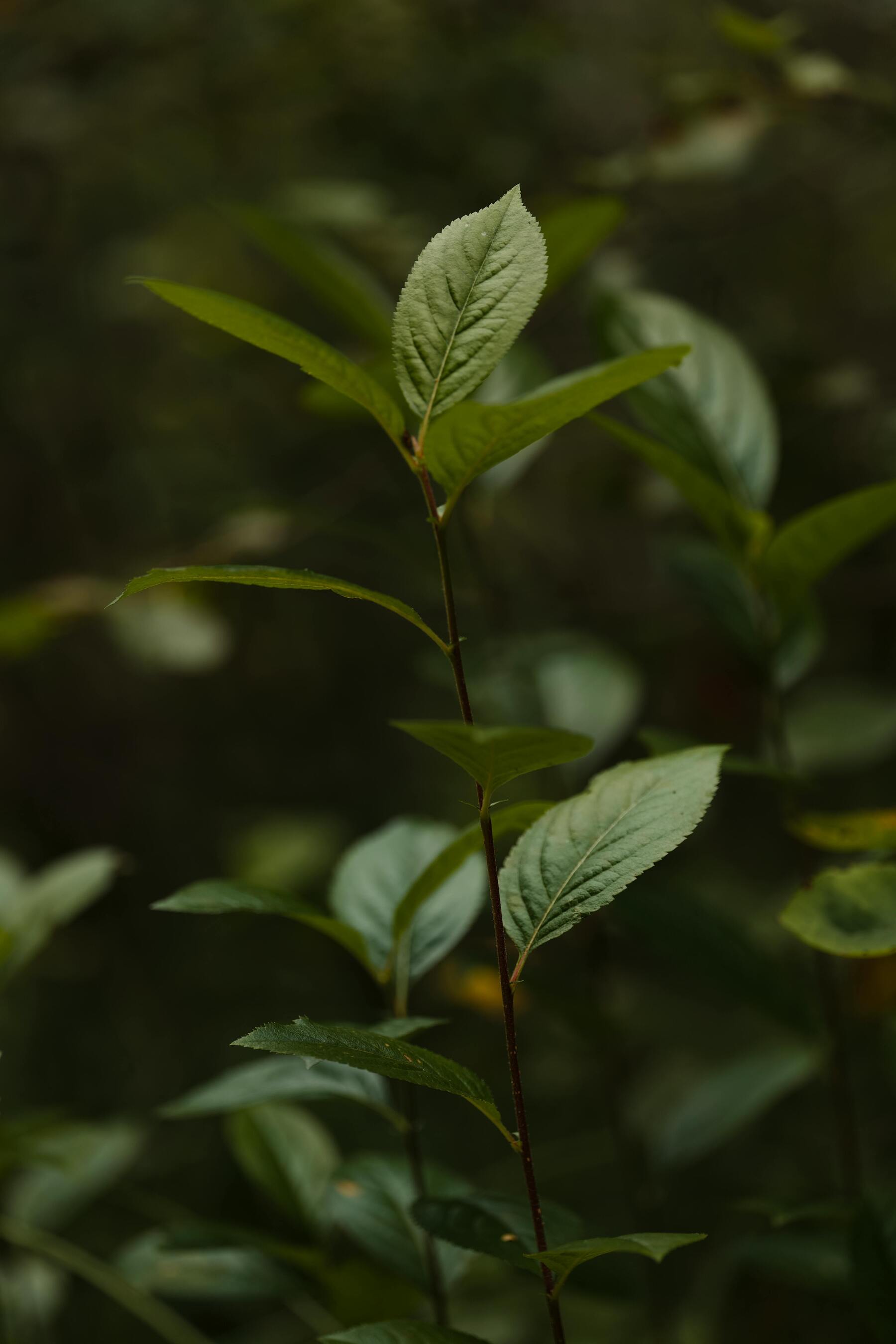 Green Leaves Growing Life UltraHD Ultra HD 4K 8K 10K 12k 20k High Resolution HDR Highres Desktop Wallpapers For iPhone And Android