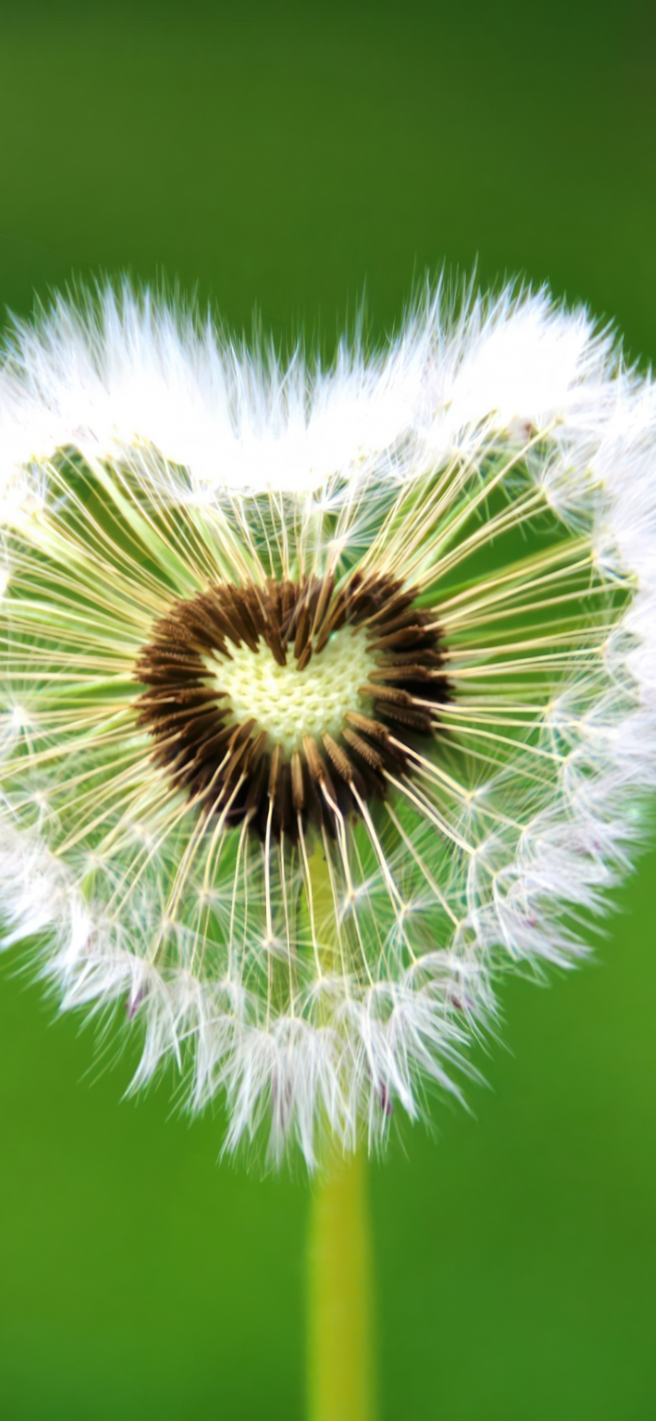 Heart Shape Best Free Download iPhone Desktop Wallpapers Backdrops Backgrounds Screensavers Android Samsung