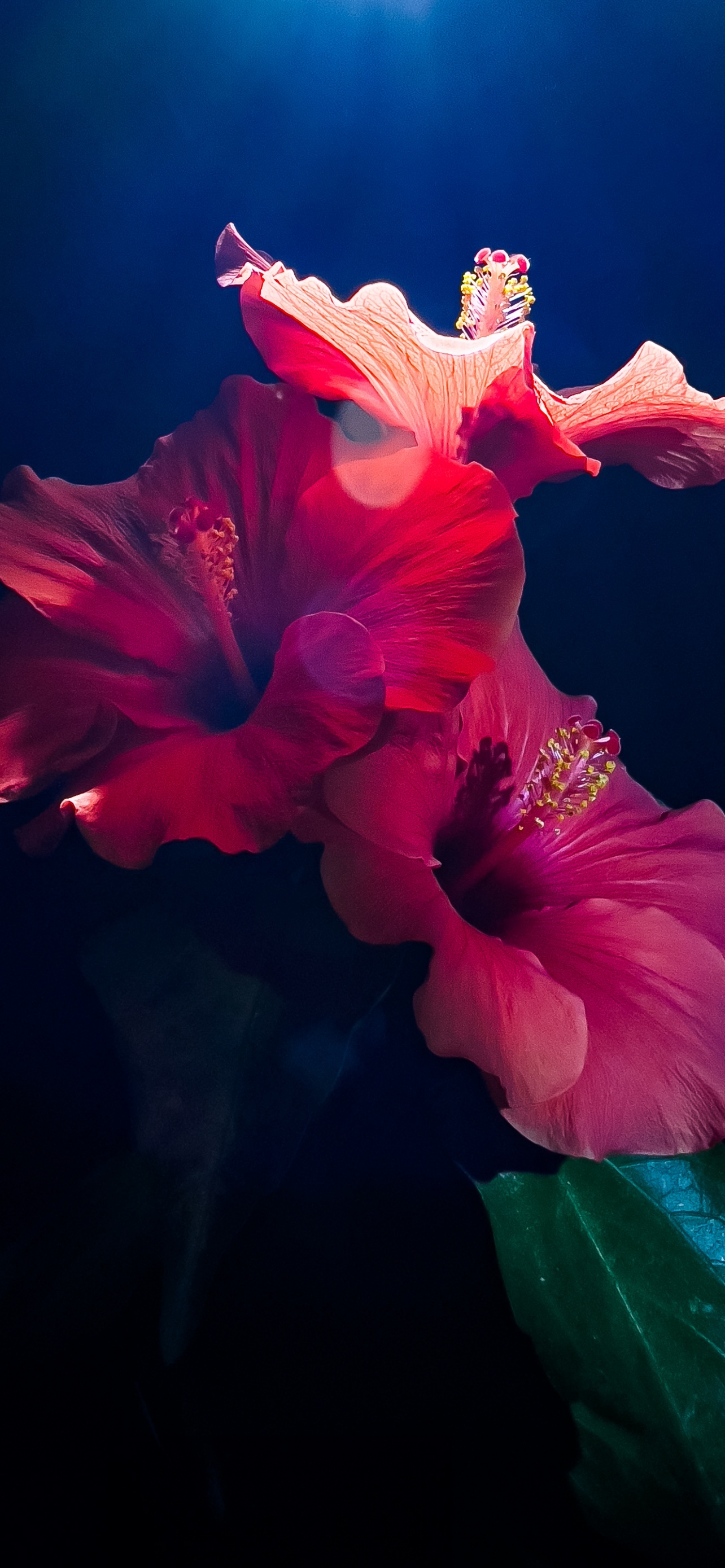 Hibiscus Flowers 5K Red Best Apple iOS Home Screen And Lock Screen Wallpapers And Screensavers Of 2025