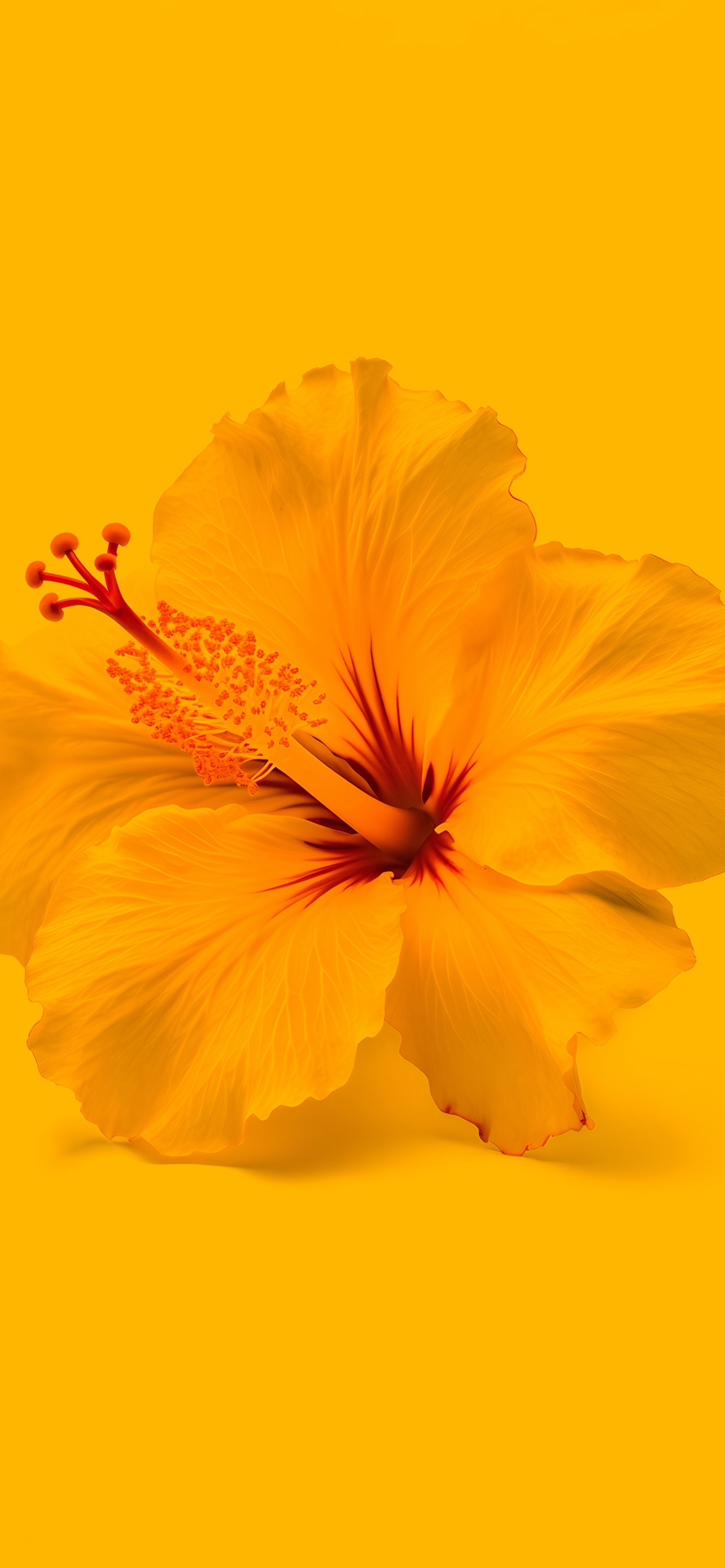 Hibiscus Flowers Yellow Top Best Trending Desktop Wallpapers Backgrounds And Screensavers For Apple iPhone And Google Android 4K 5K 6K HDR High Resolution High Definition