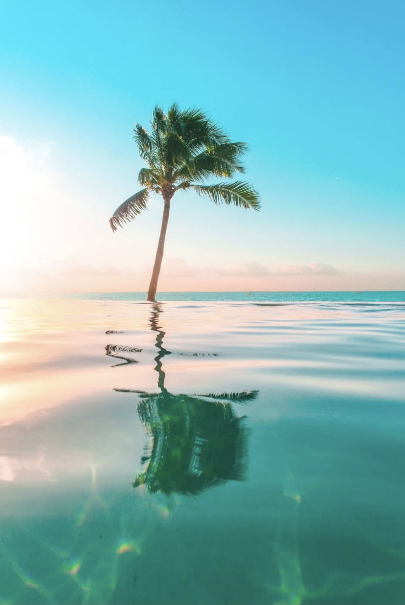 Beach Water Palm Tree wallpaper for Apple iPhone, Apple Watch, Mac, iPad and Apple Watch