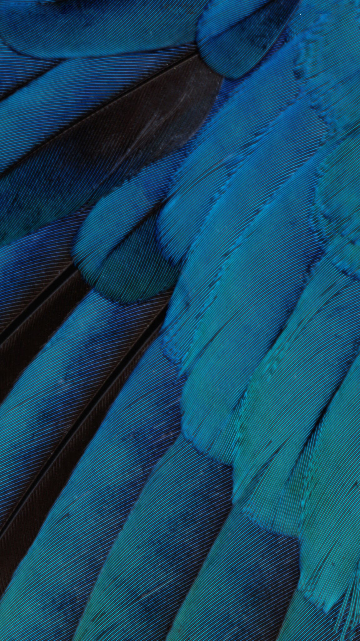 iOS 10 Stock Blue Feathers Closeup