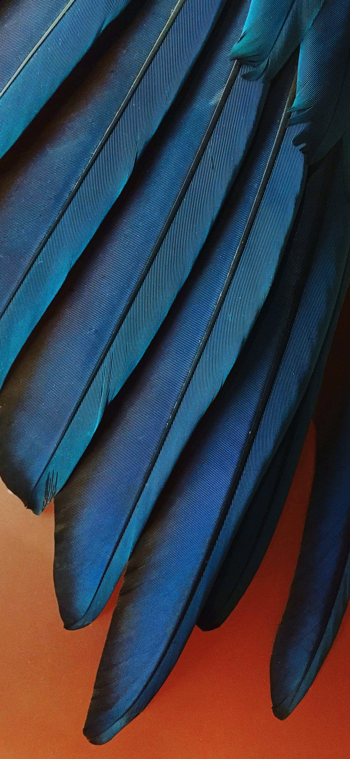 iOS 12 Stock Blue Feathers wallpaper for Apple iPhone, Apple Watch, Mac, iPad and Apple Watch