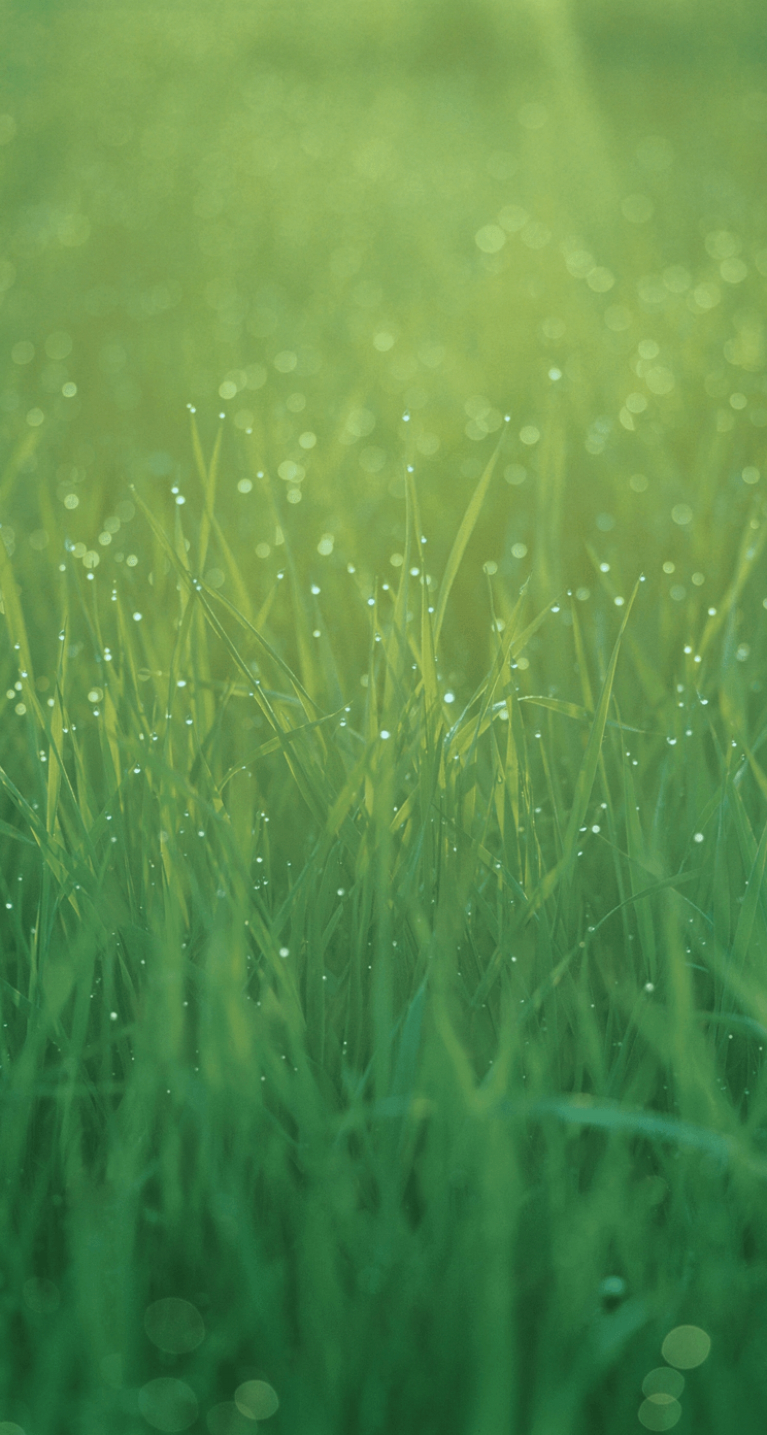 iOS 7 Default Stock Grass Field With Water Droplets