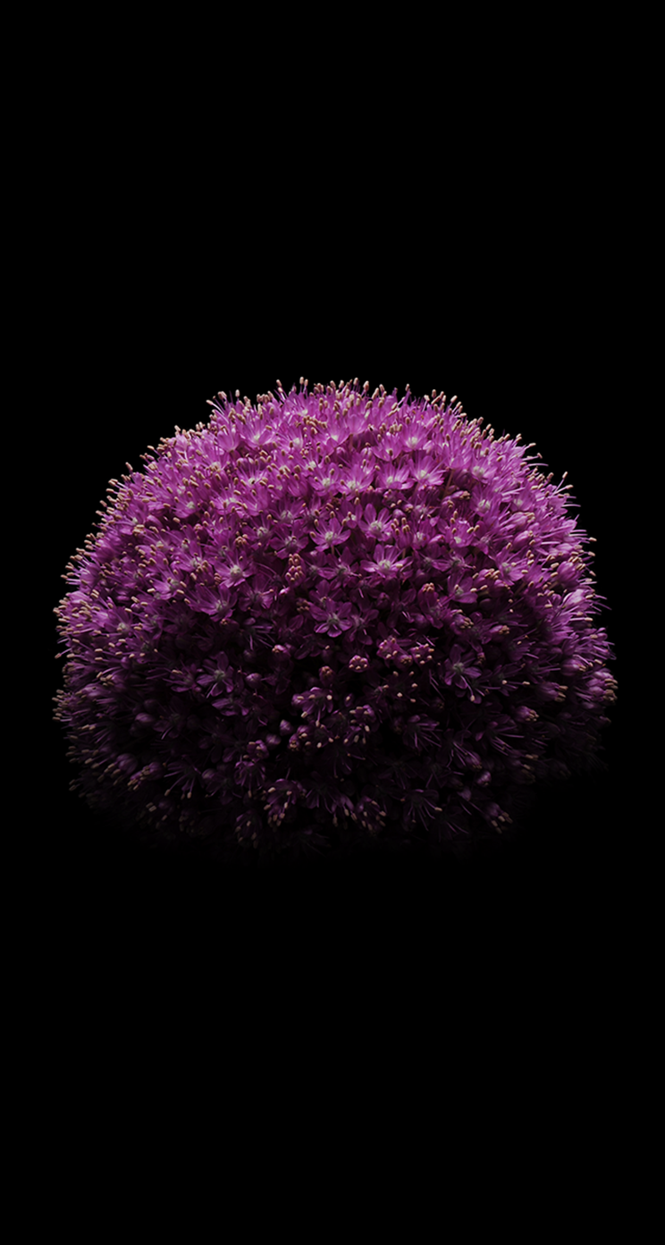 iOS 8 Default Stock Blooming Deep Purple Flower