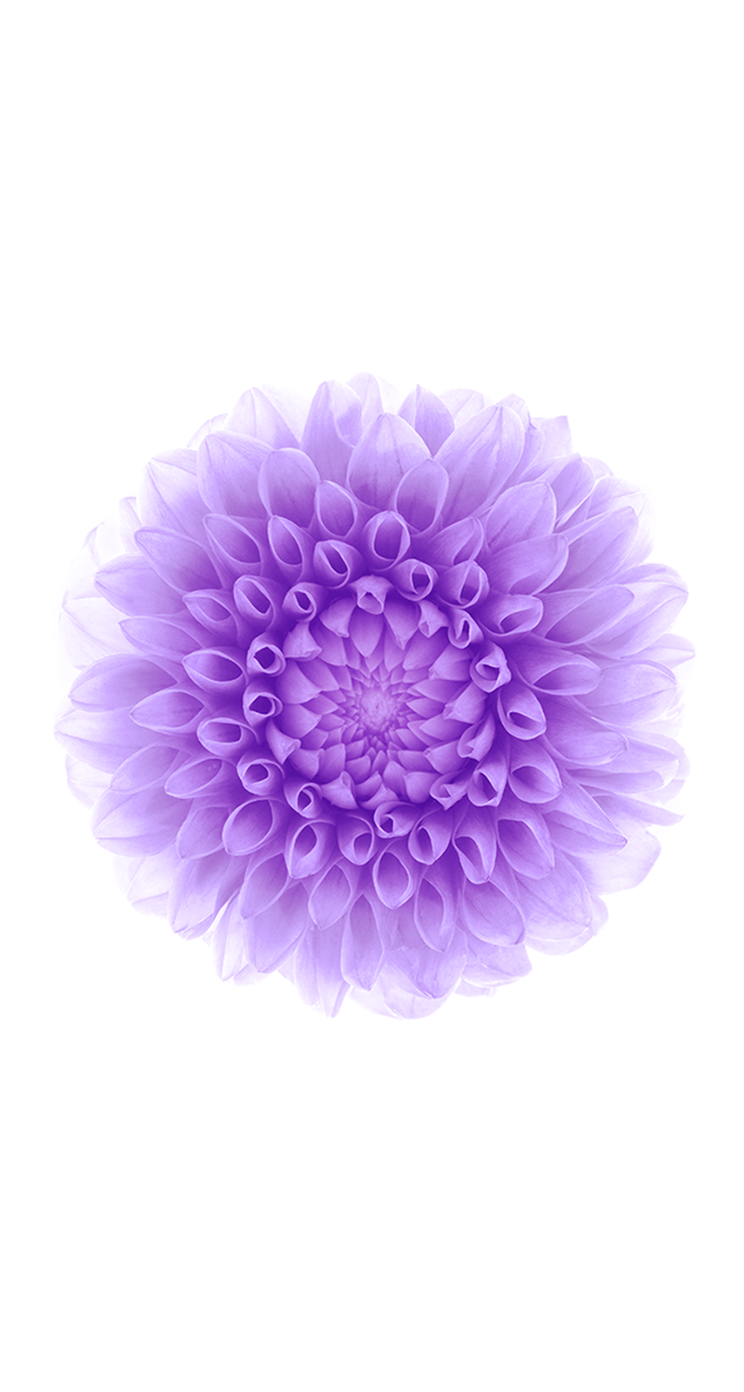 iOS 8 Default Stock Blooming Purple Flower Light Mode