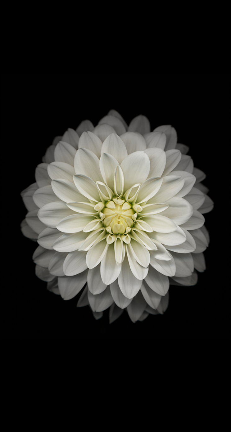 iOS 8 Default Stock Blooming White Flower