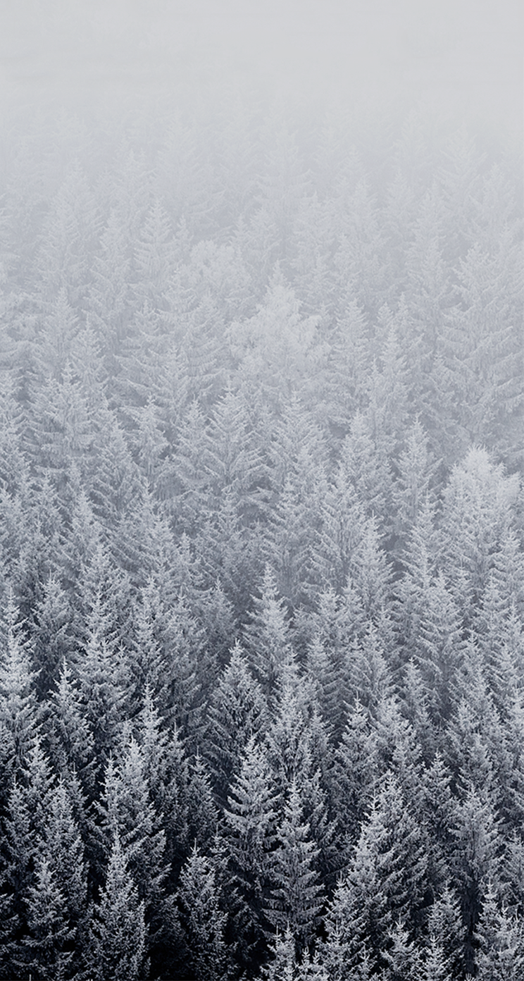 iOS 8 Stock Snow Covered Trees