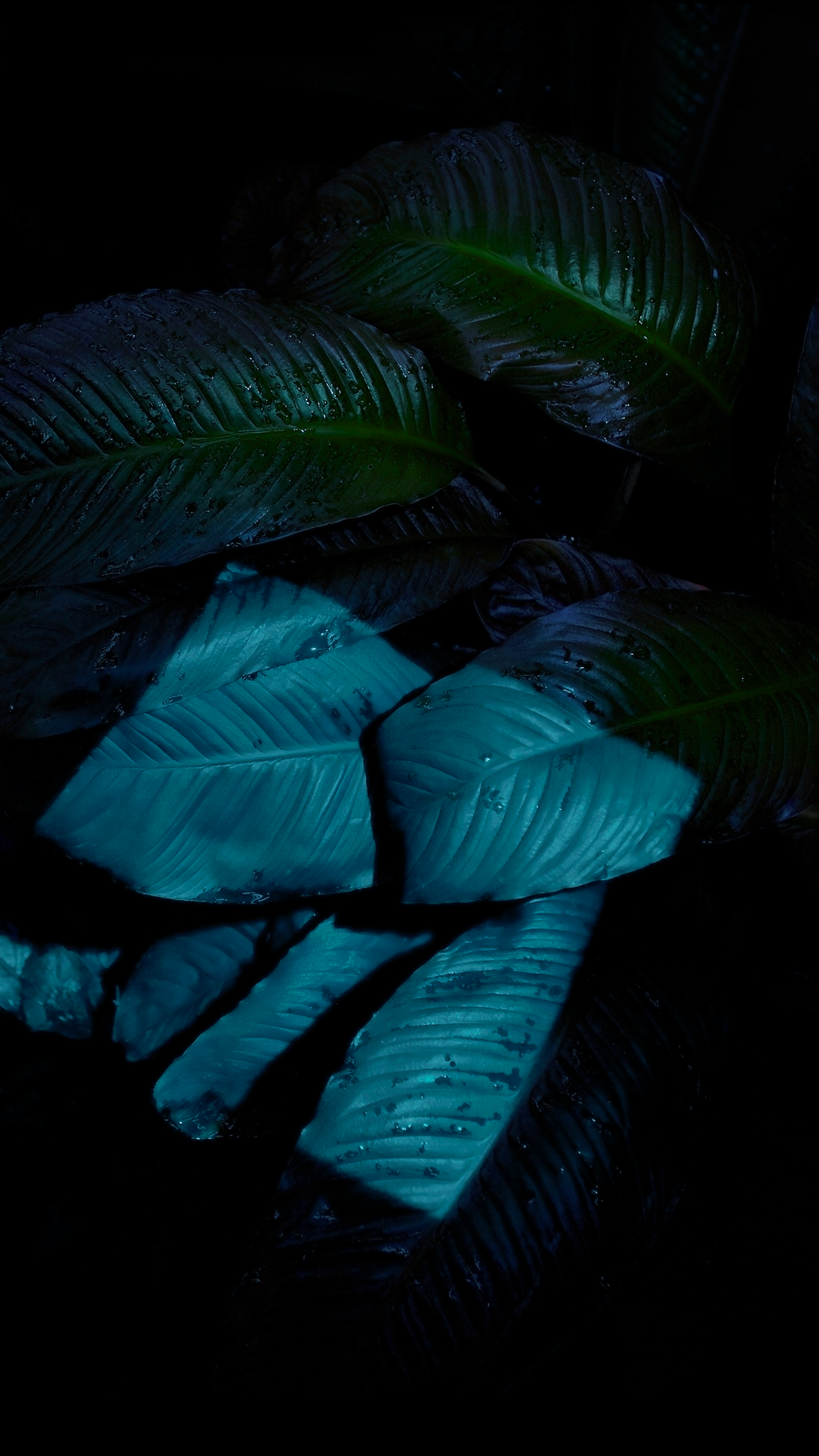 iOS 9 Stock Green Leaf wallpaper for Apple iPhone, Apple Watch, Mac, iPad and Apple Watch