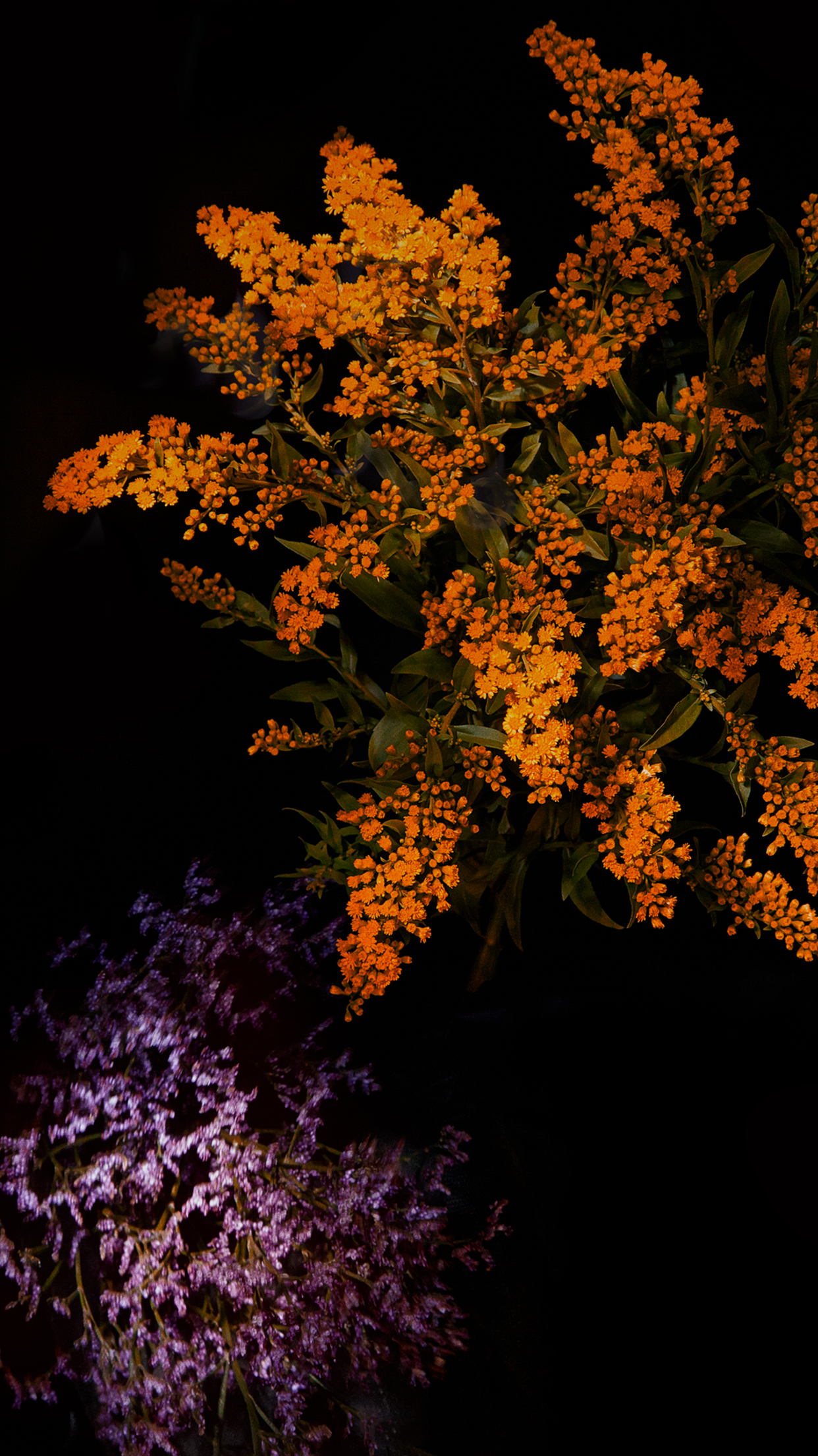 iOS 9 Stock Orange Flowers