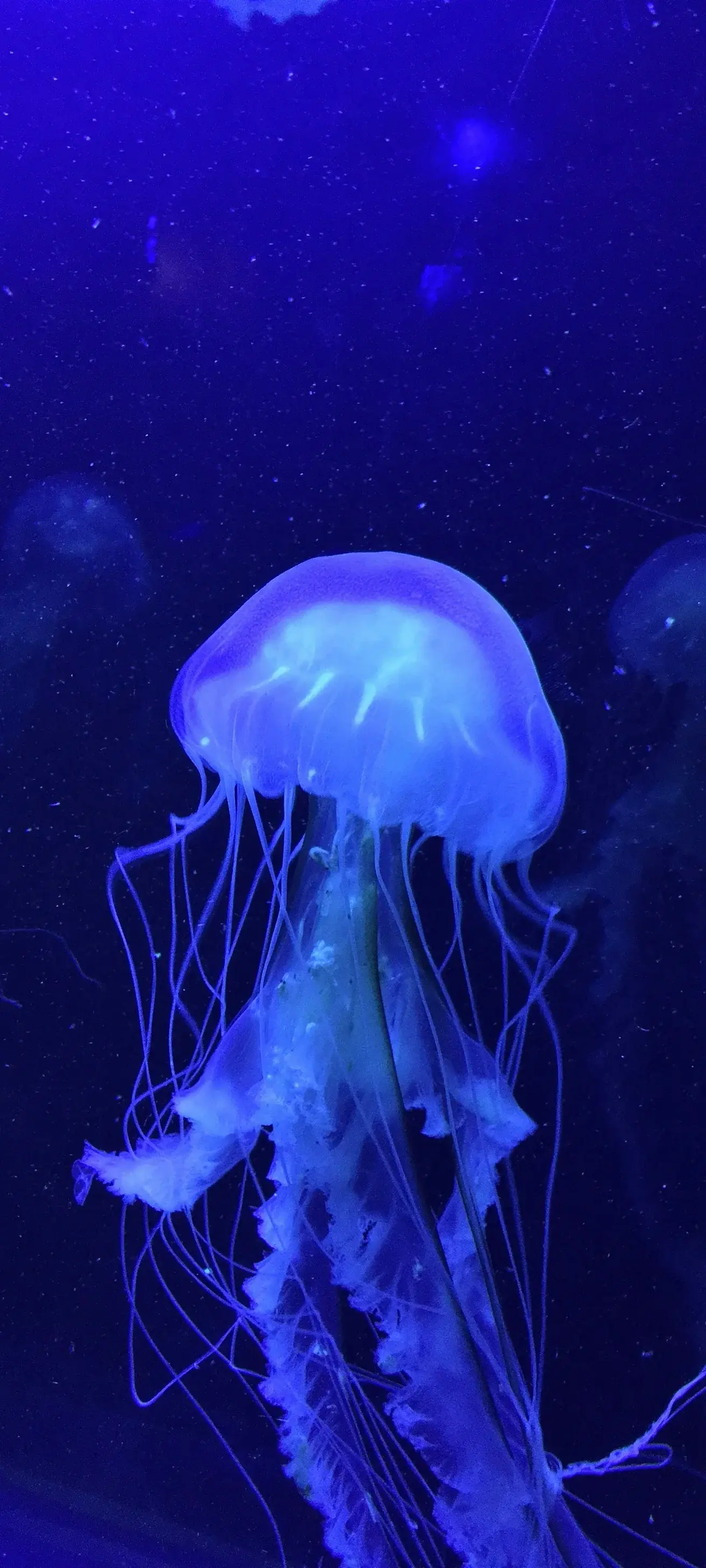 Jellyfish HD Collection Vibrant Blue Swarm Of Underwater Deep Ocean Translucent 4K Nature Creatures Of The Sea wallpaper for Apple iPhone, Apple Watch, Mac, iPad and Apple Watch