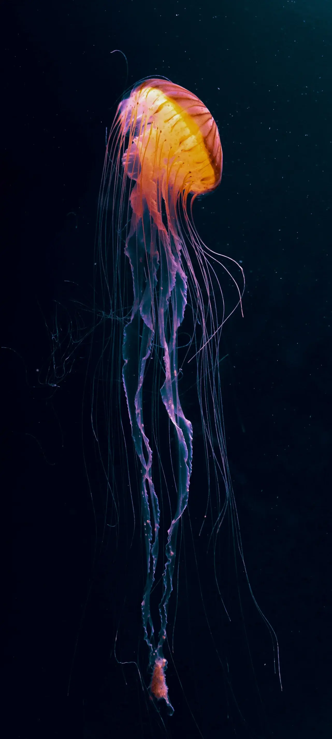 Jellyfish HD Underwater Deep Ocean Translucent 4K Nature Creatures Of The Sea wallpaper for Apple iPhone, Apple Watch, Mac, iPad and Apple Watch