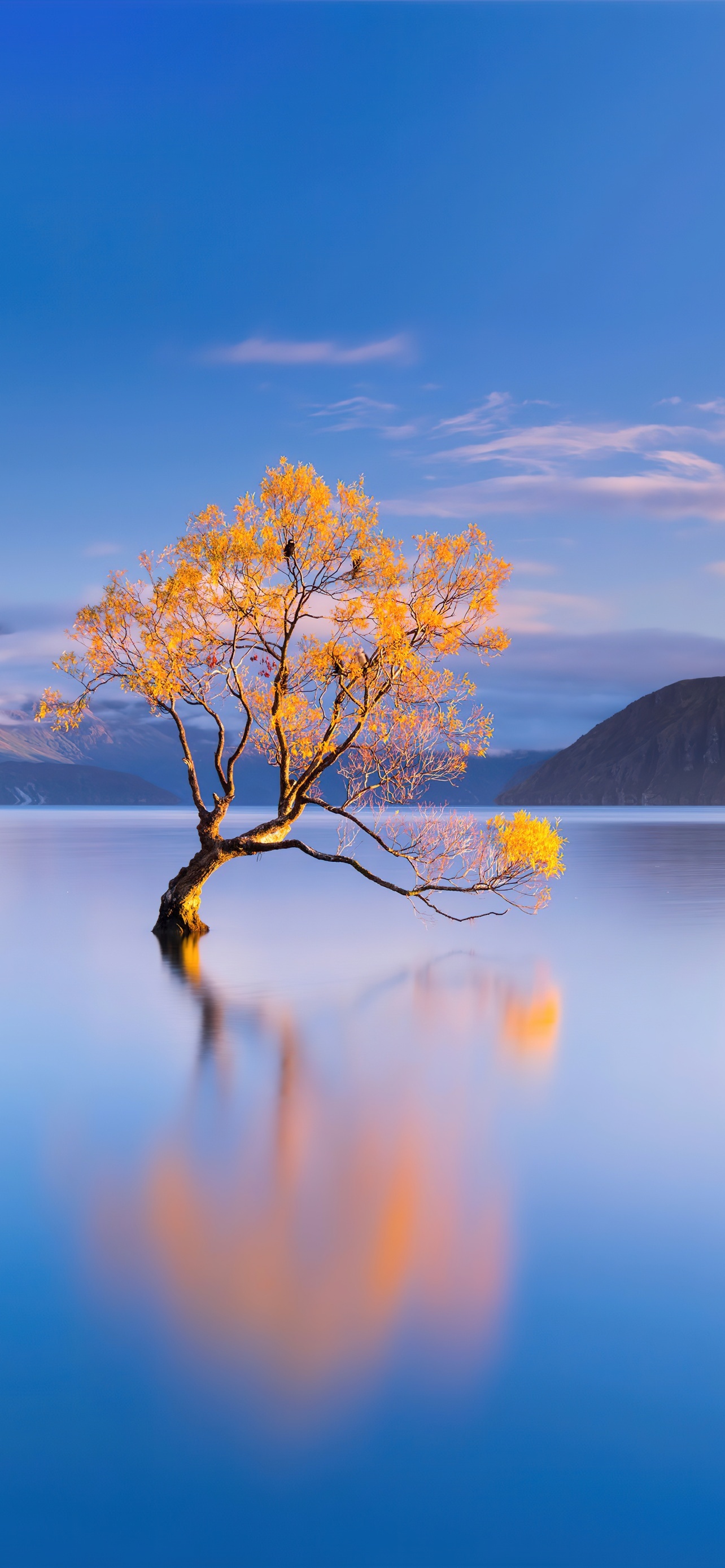 Lake Wanaka New Zealand Lone Tree Top Best Trending Desktop Wallpapers Backgrounds And Screensavers For Apple iPhone And Google Android 4K 5K 6K HDR High Resolution High Definition