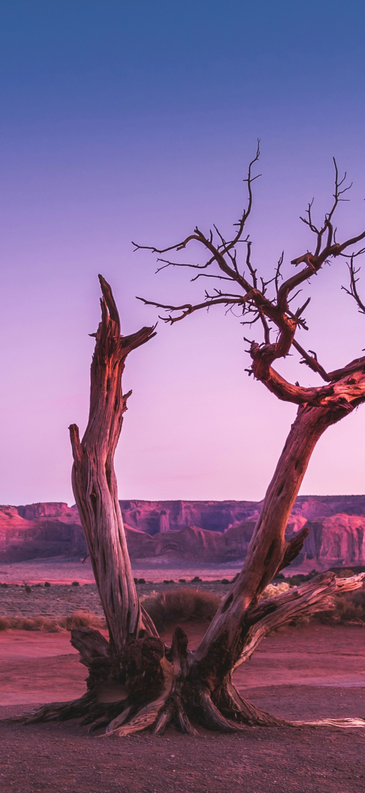 Lone Tree In The Desert