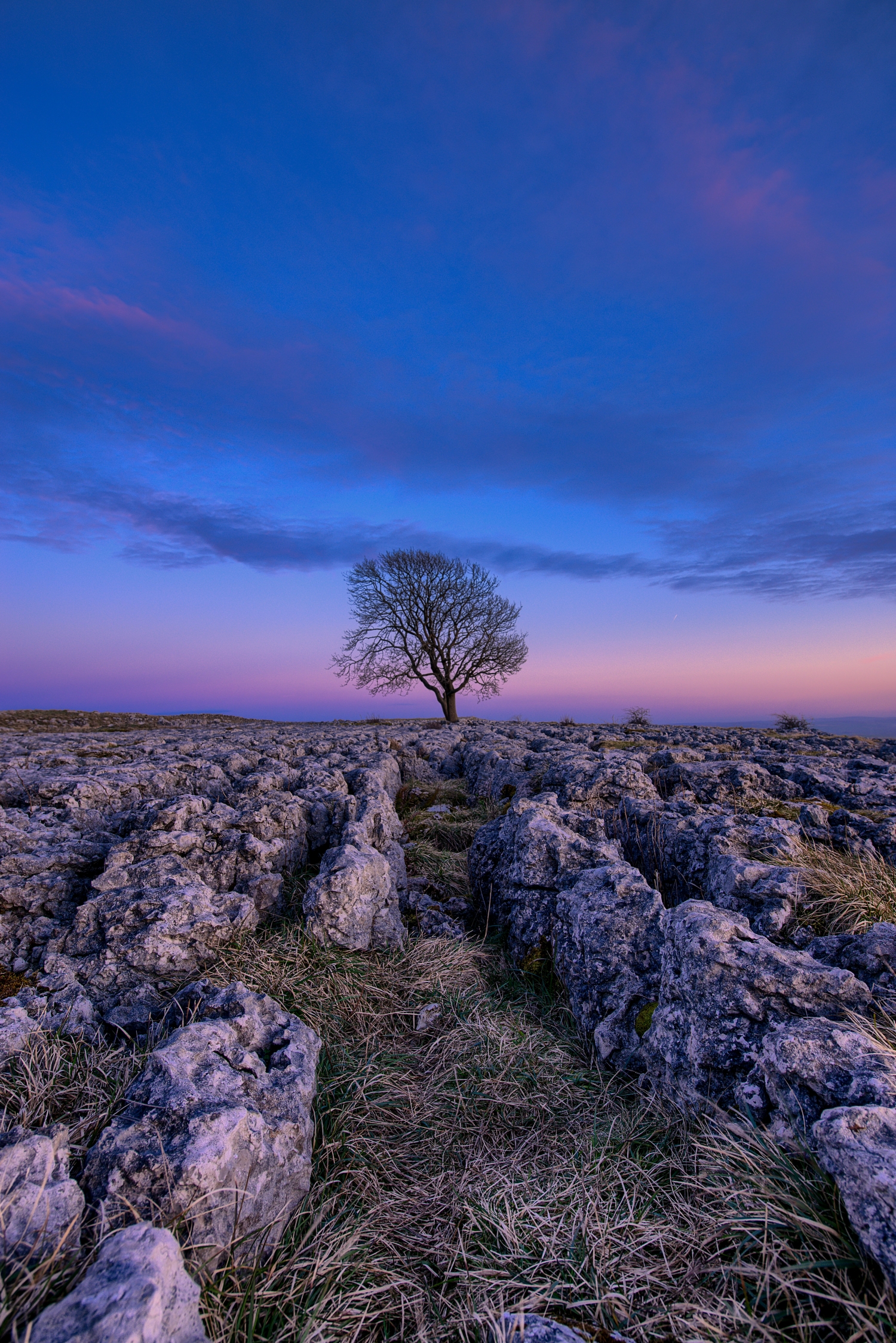 Lonely Tree In Front Of A Gorgeous Landscape Sunset Purple Blue Sky