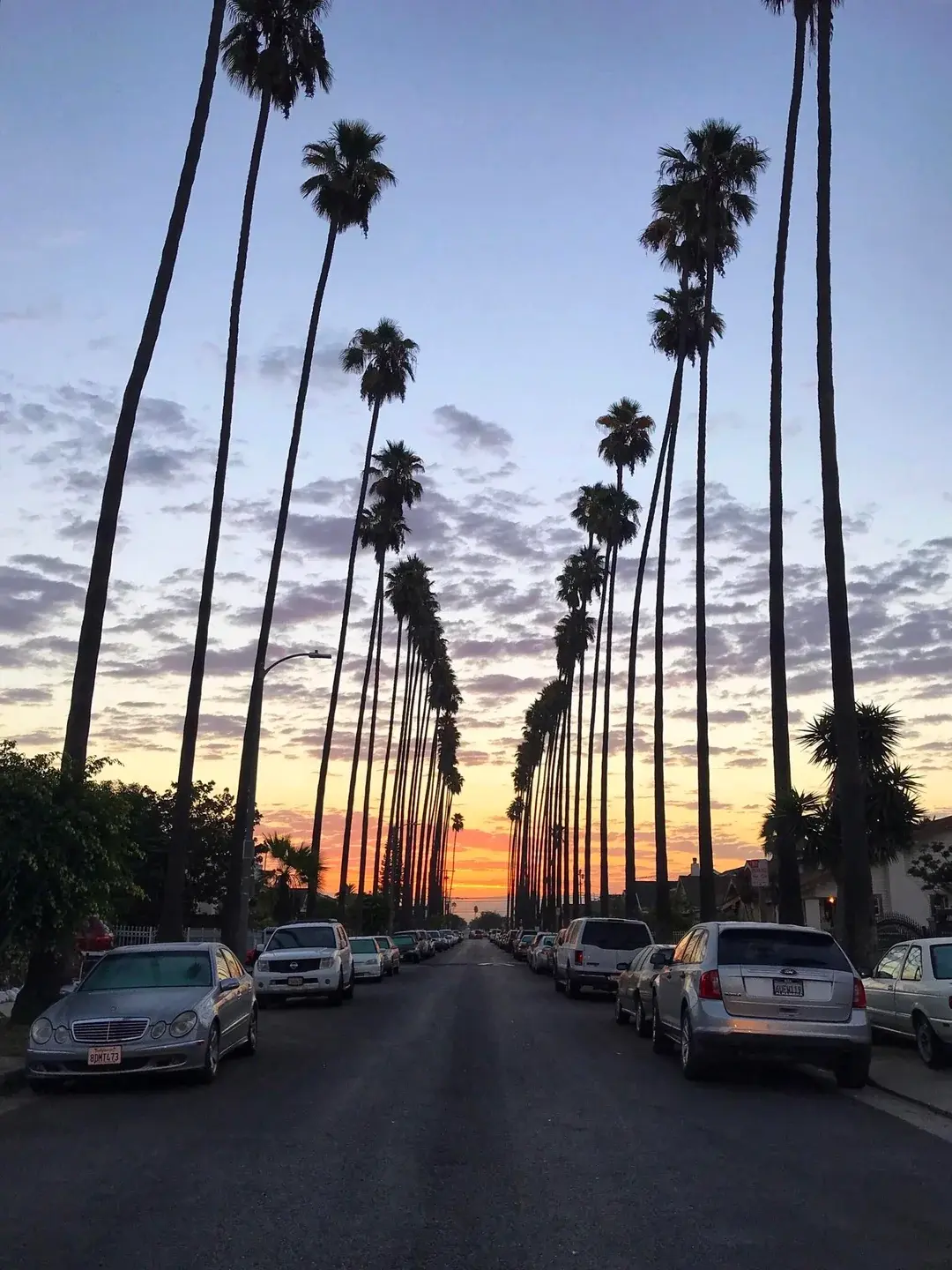 Los Angeles LA Southern California Socal Sunrise Boulevard Palm Trees