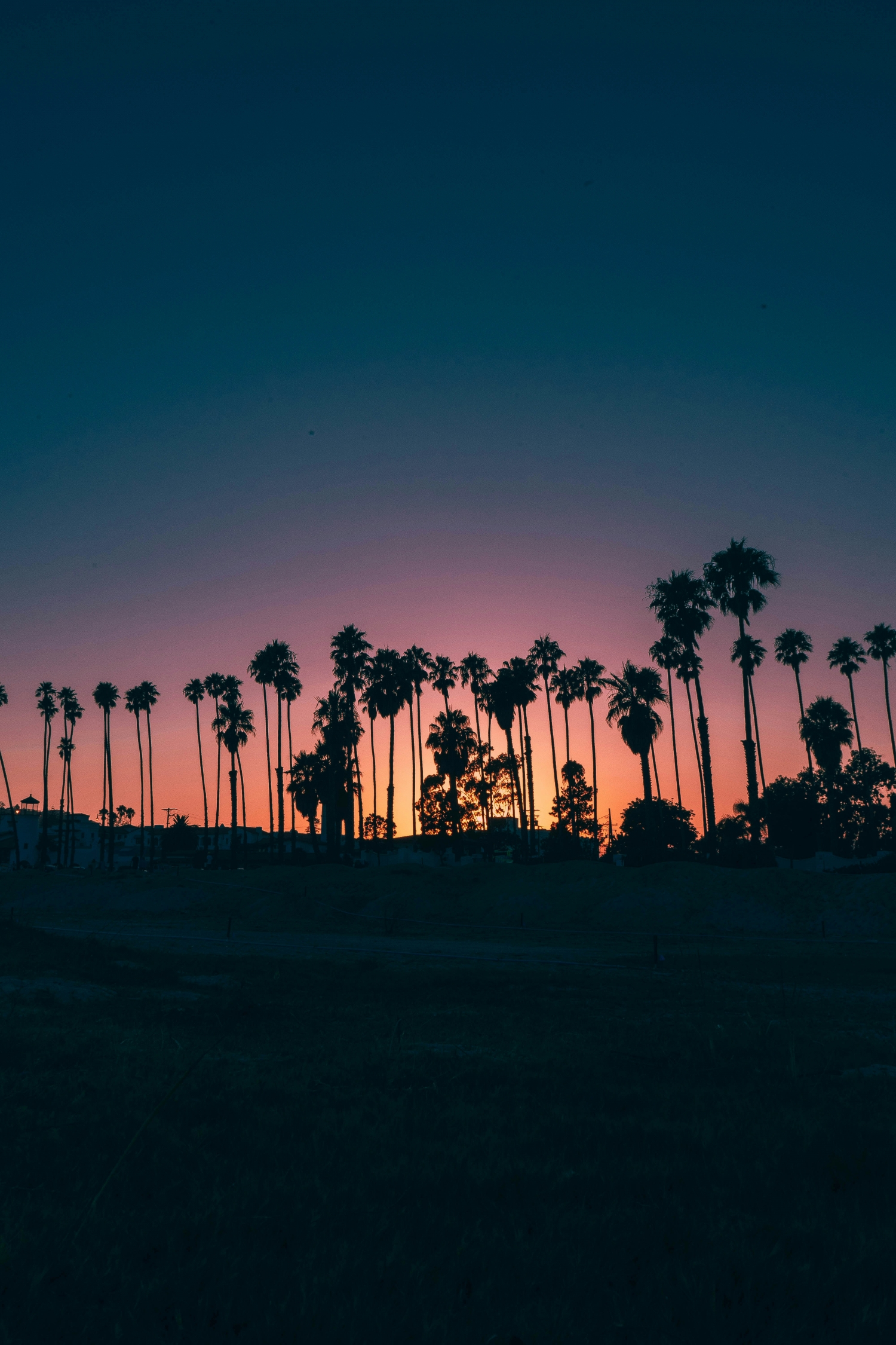 Los Angeles Palm Trees At Sunset wallpaper for Apple iPhone, Apple Watch, Mac, iPad and Apple Watch