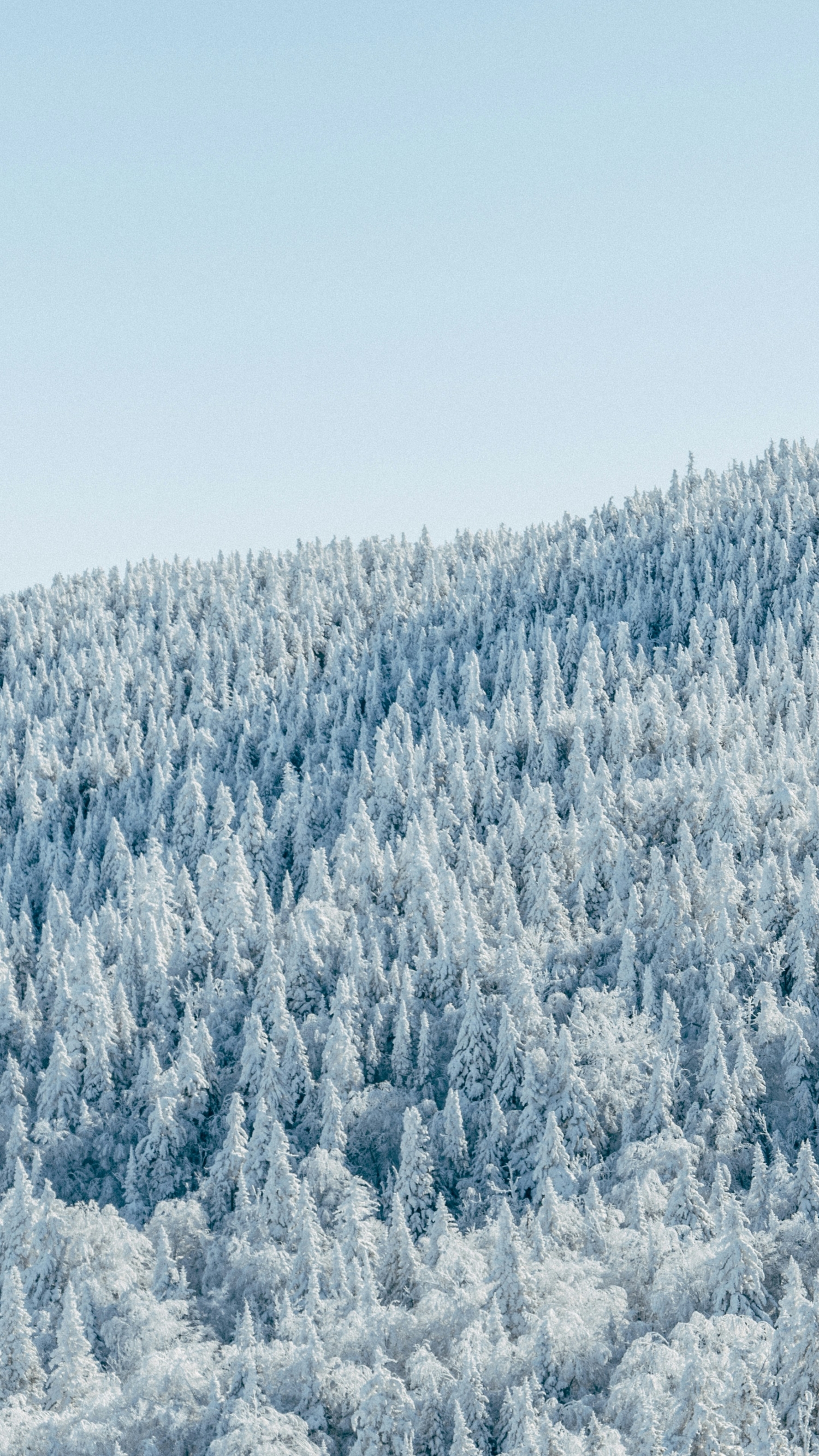 Mid Winter Snowcapped Pine Trees Landscape Nature