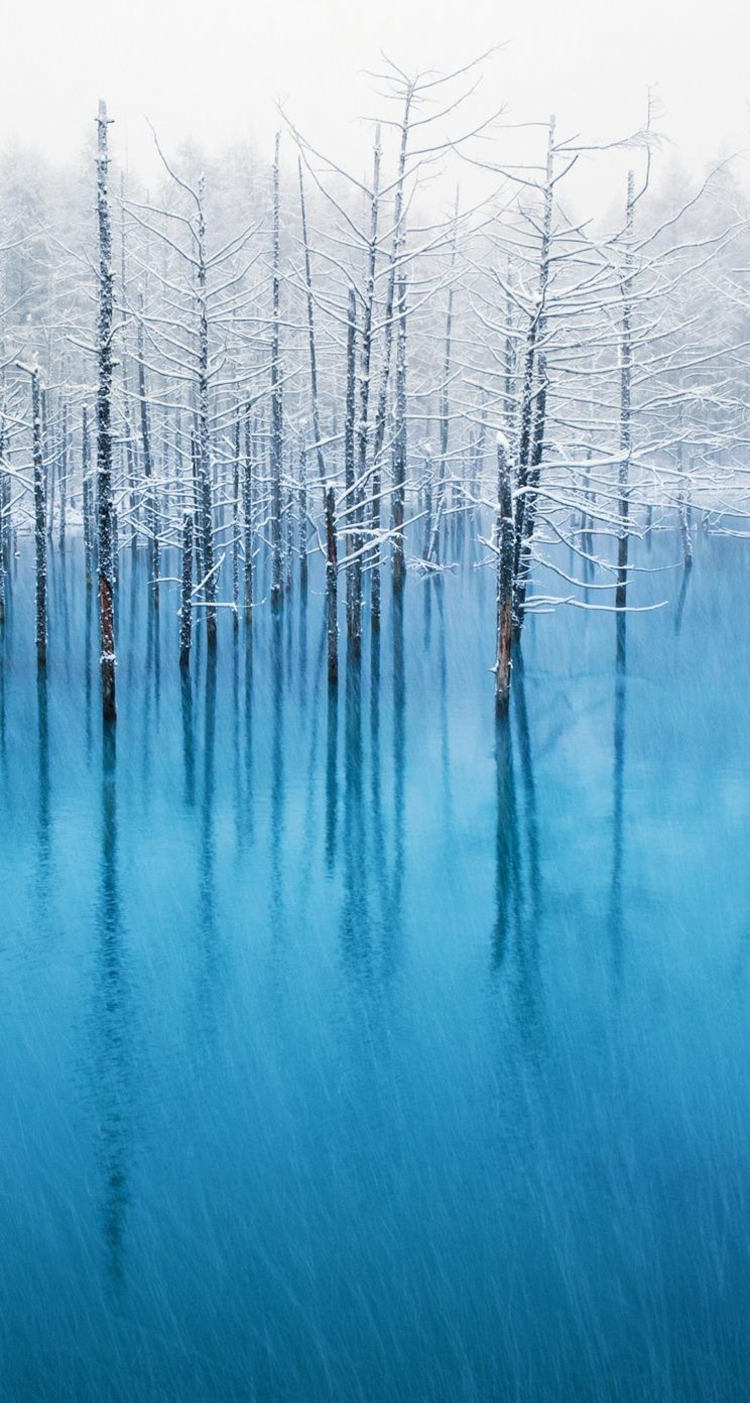 Mid Winter Trees Covered In Snow