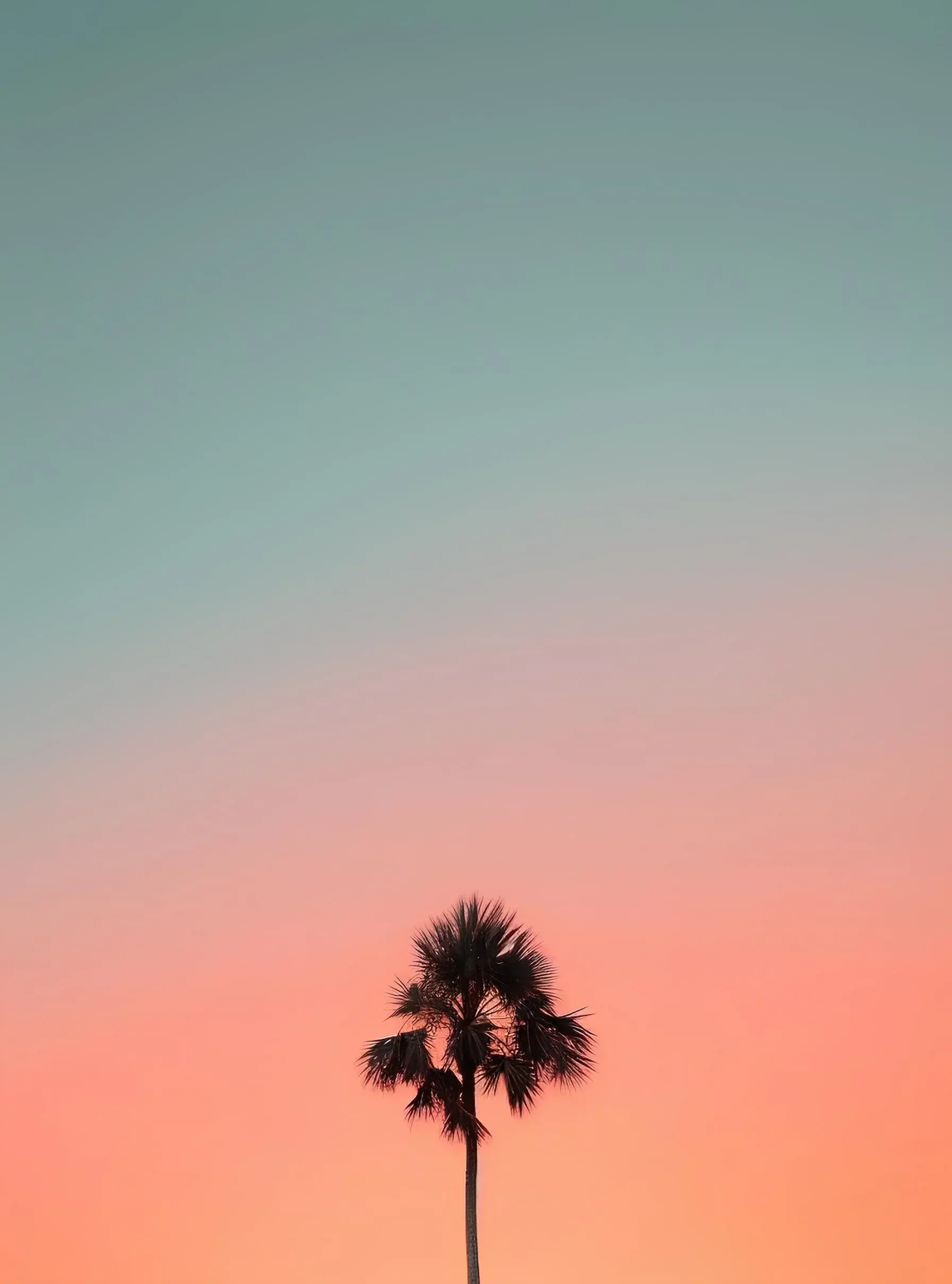 Minimalist Palm Tree At Sunset Gradient Colors California Best Of 2024 And 2025 Wallpapers For Your Apple iOS iPhone X 11 12 13 14 15 And 16 Including Plus Pro Pro Max And SE