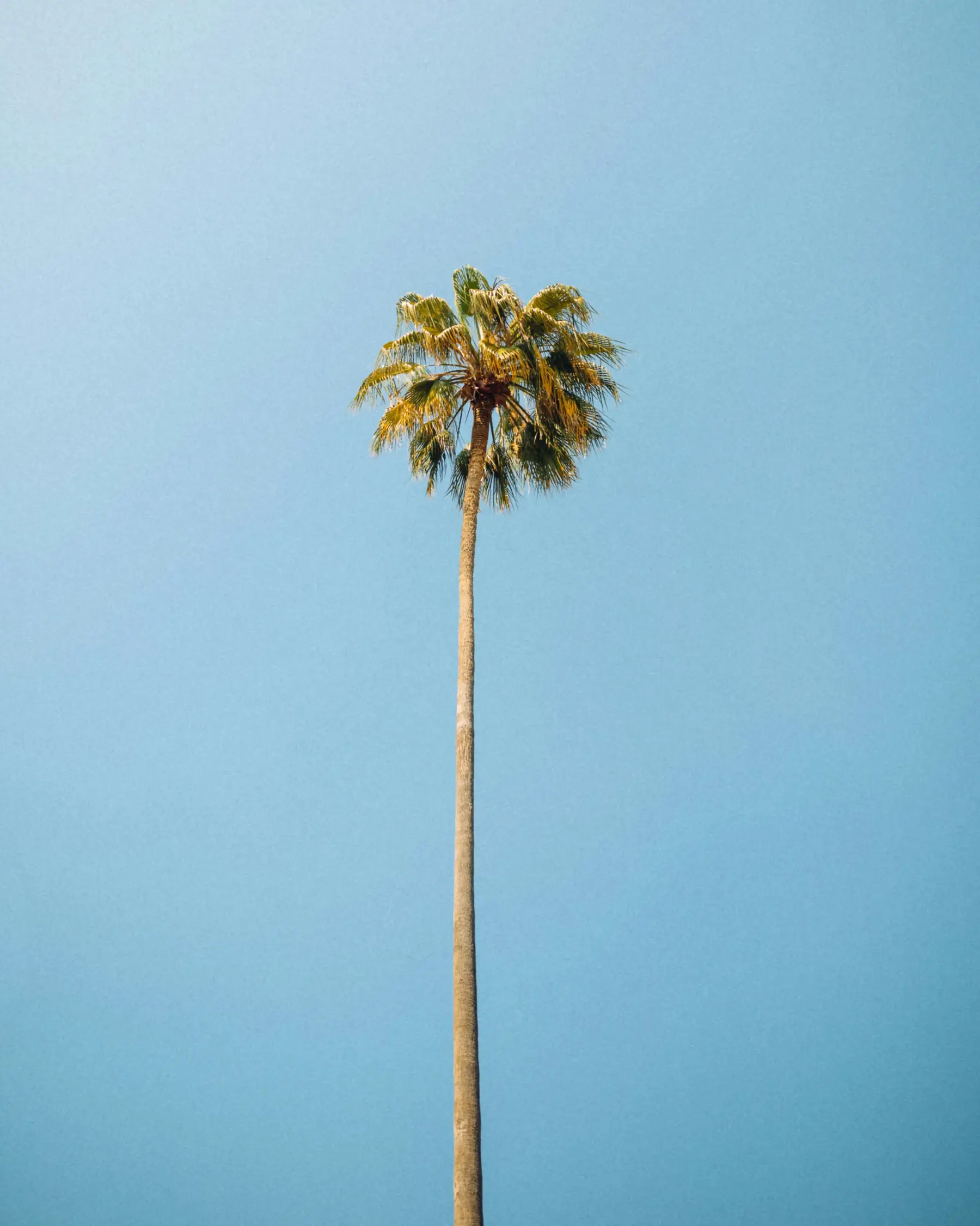 Minimalist Tropical Palm Tree With Stunning Blue Sky Best Of 2024 And 2025 Wallpapers For Your Apple iOS iPhone X 11 12 13 14 15 And 16 Including Plus Pro Pro Max And SE