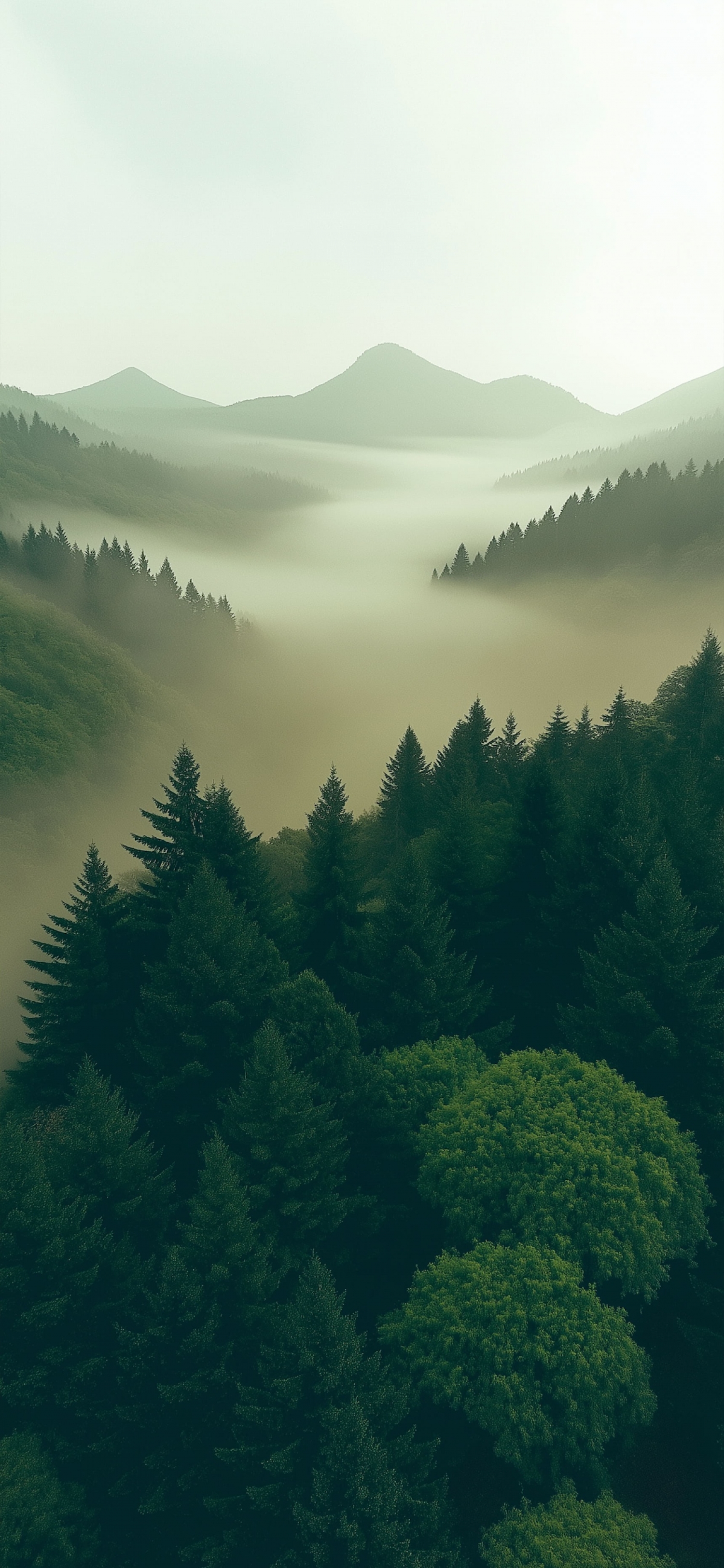 Misty Morning In The Forest Pine Trees