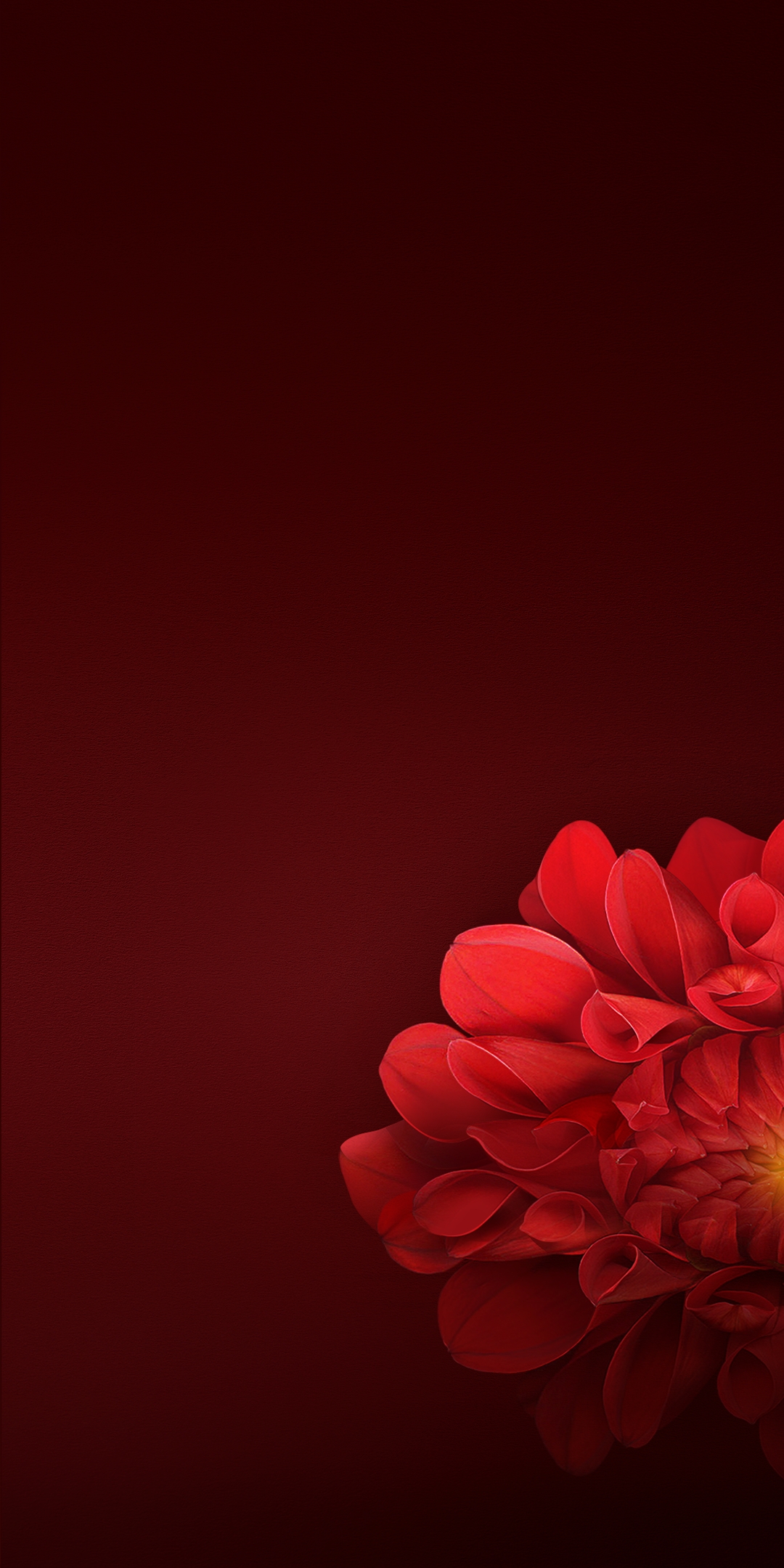 OPPO Realme Stock Red Flower Blooming wallpaper for Apple iPhone, Apple Watch, Mac, iPad and Apple Watch