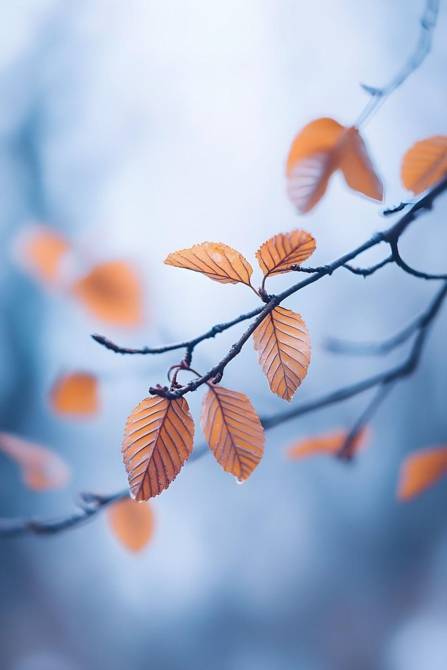 Orange Leafs On A Rainy Day