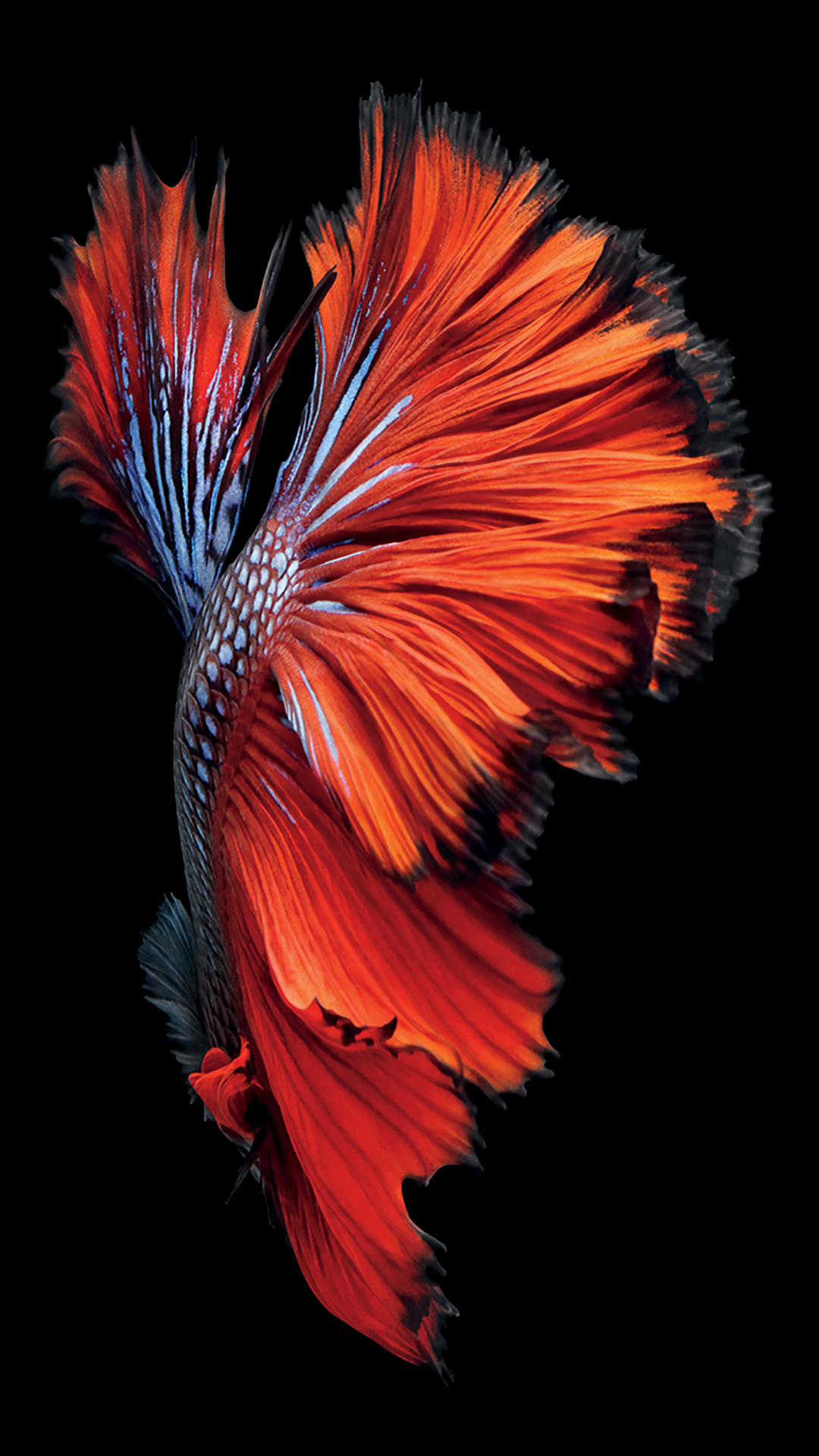 Orange Red Fishtail Apple iPhone 6S Stock And 6S Plus iOS 9 Default