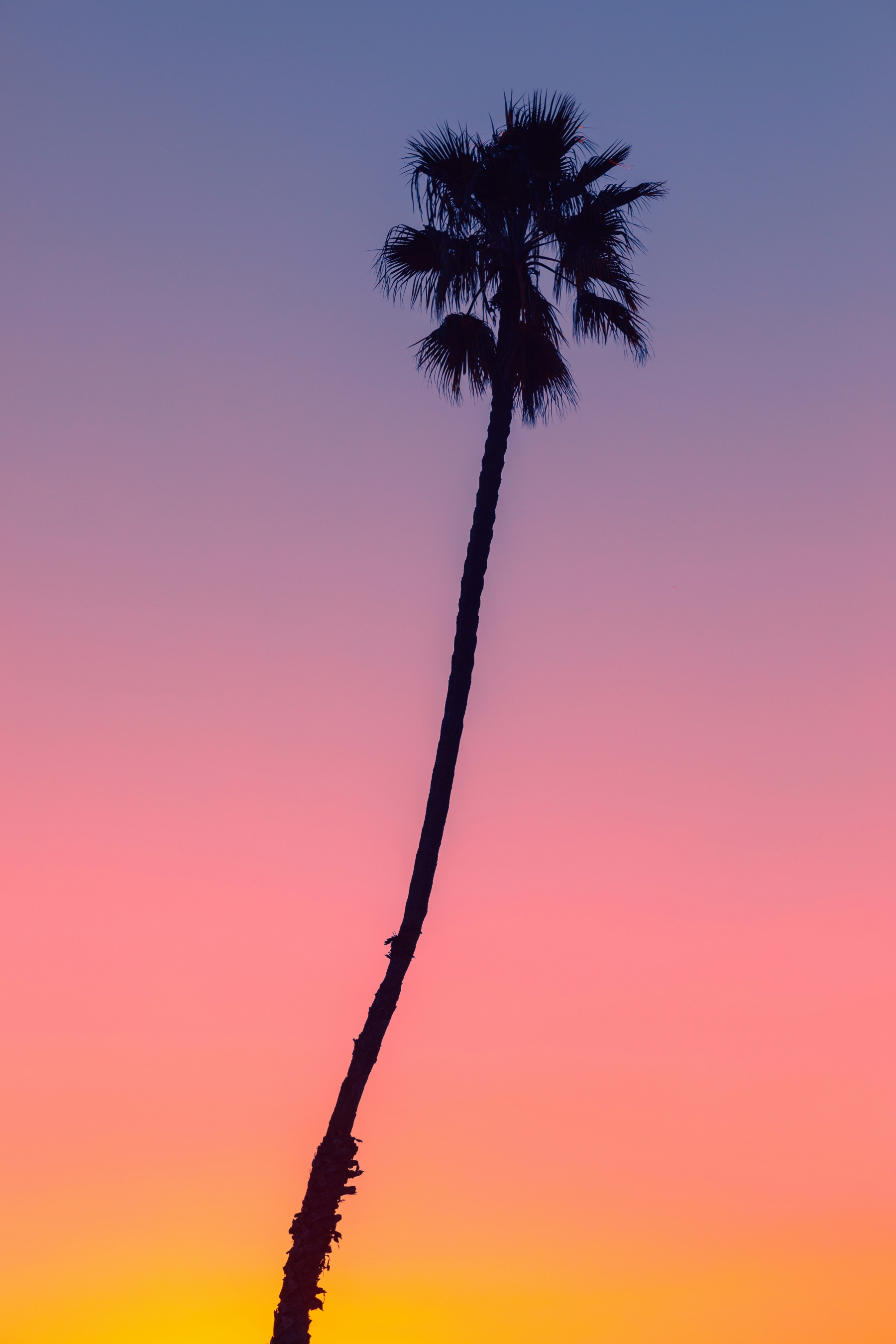 Orange Sunset Sky With Palm Tree Miami Florida