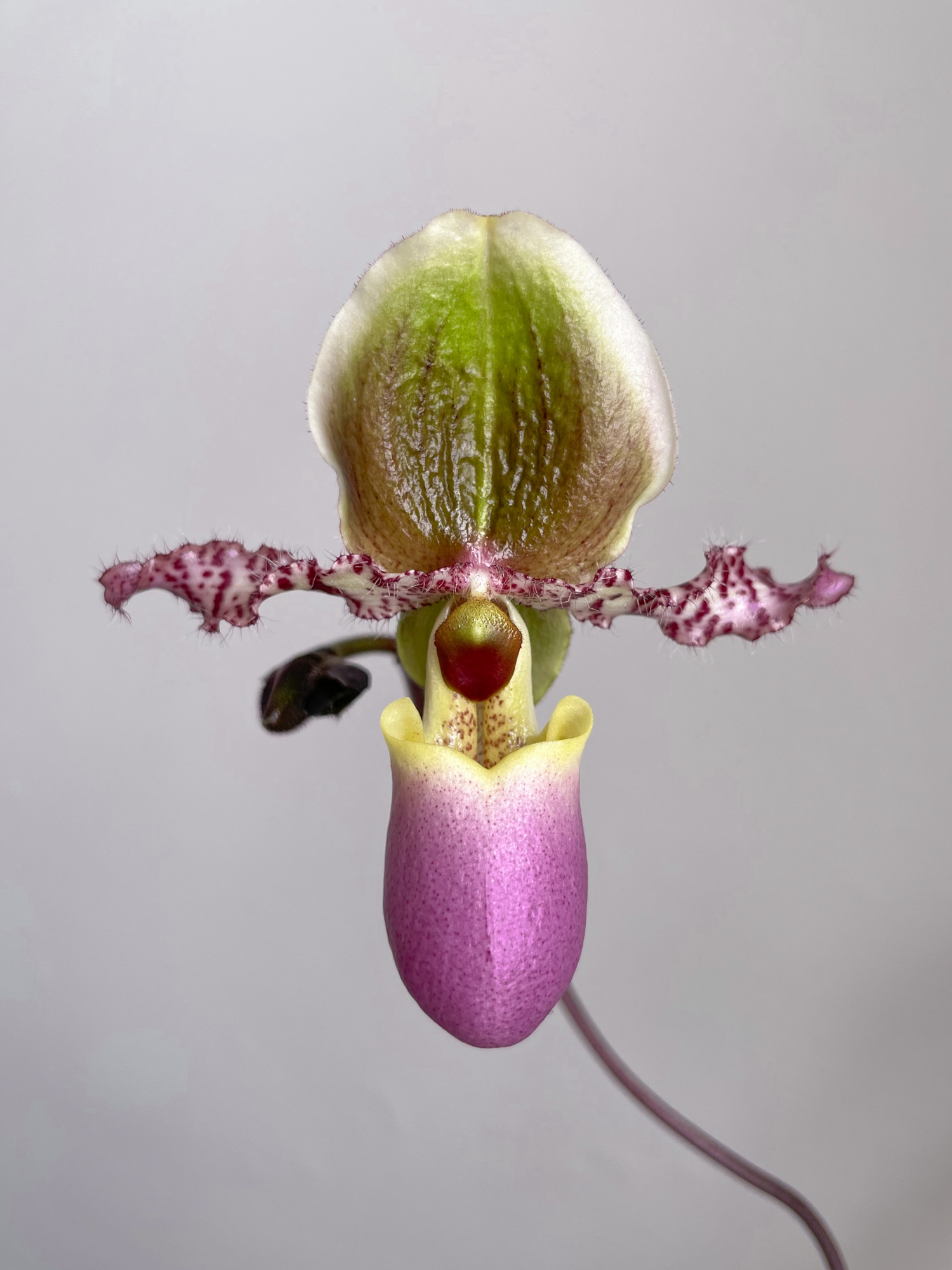 Orchid Hybrid- Paphiopedilum Pinocchio wallpaper for Apple iPhone, Apple Watch, Mac, iPad and Apple Watch