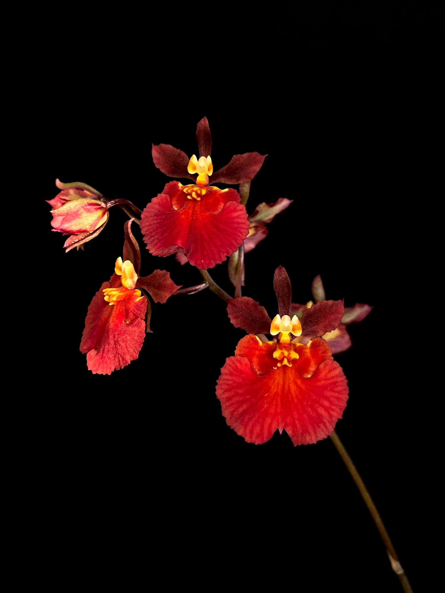 Orchid Hybrid- Tolumnia Red Devil wallpaper for Apple iPhone, Apple Watch, Mac, iPad and Apple Watch