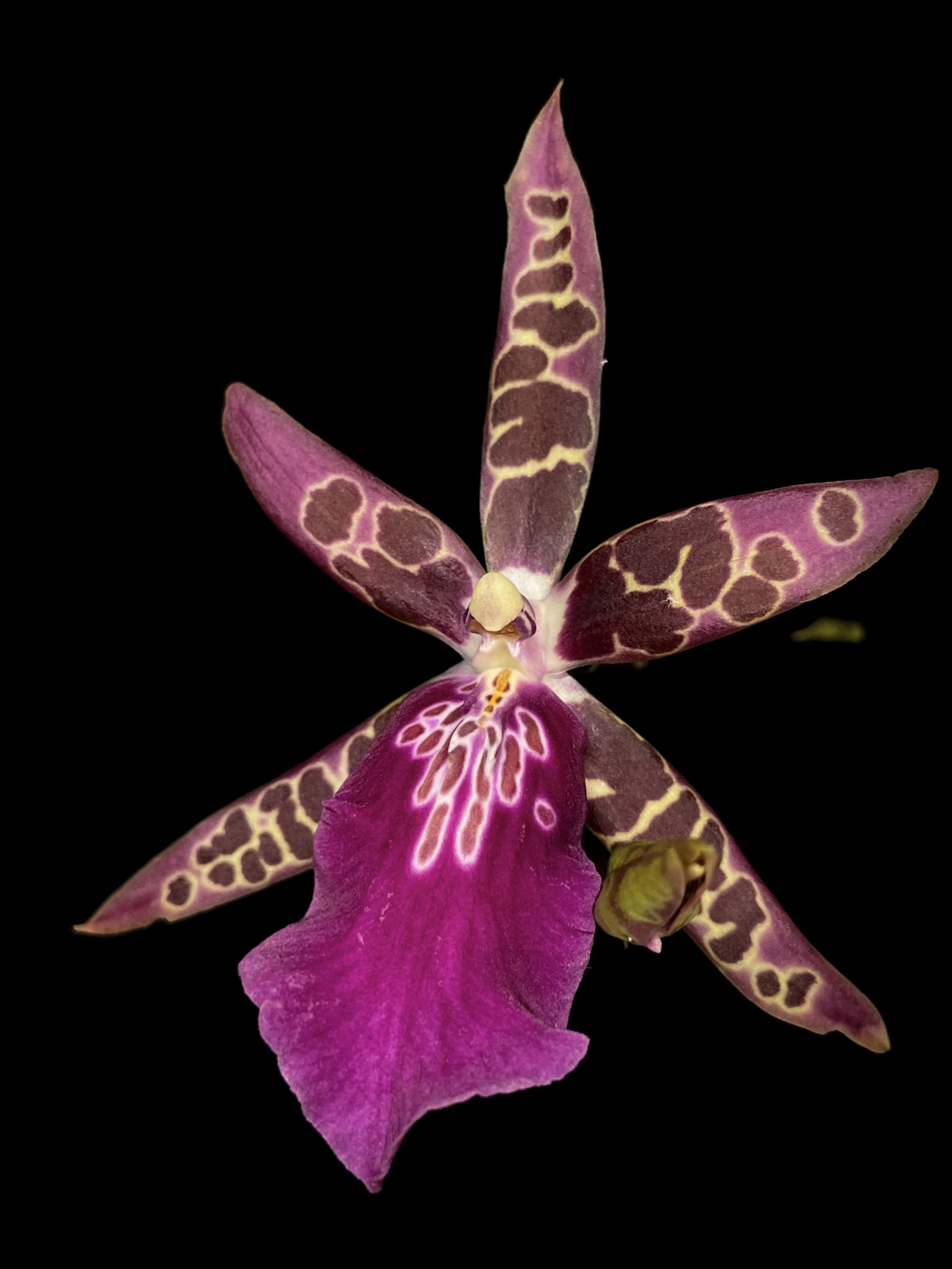 Orcid Hybrid- Bratonia Shelob X Rhynchonia Marie Flower wallpaper for Apple iPhone, Apple Watch, Mac, iPad and Apple Watch
