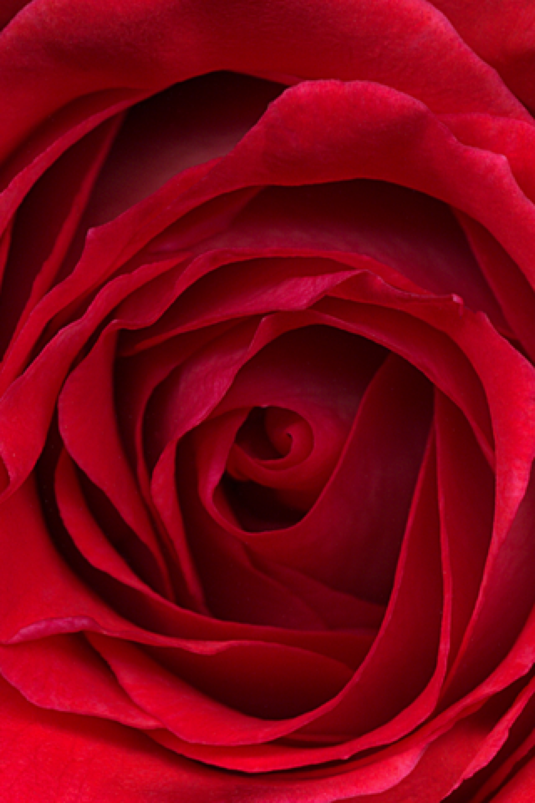 Original iPhone Default Red Rose wallpaper for Apple iPhone, Apple Watch, Mac, iPad and Apple Watch