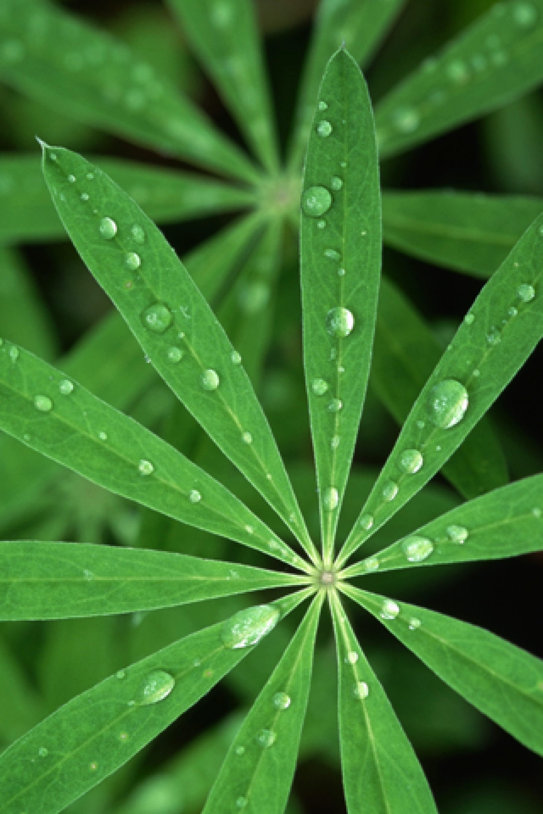 Original iPhone Default Water Droplets On A Leaf