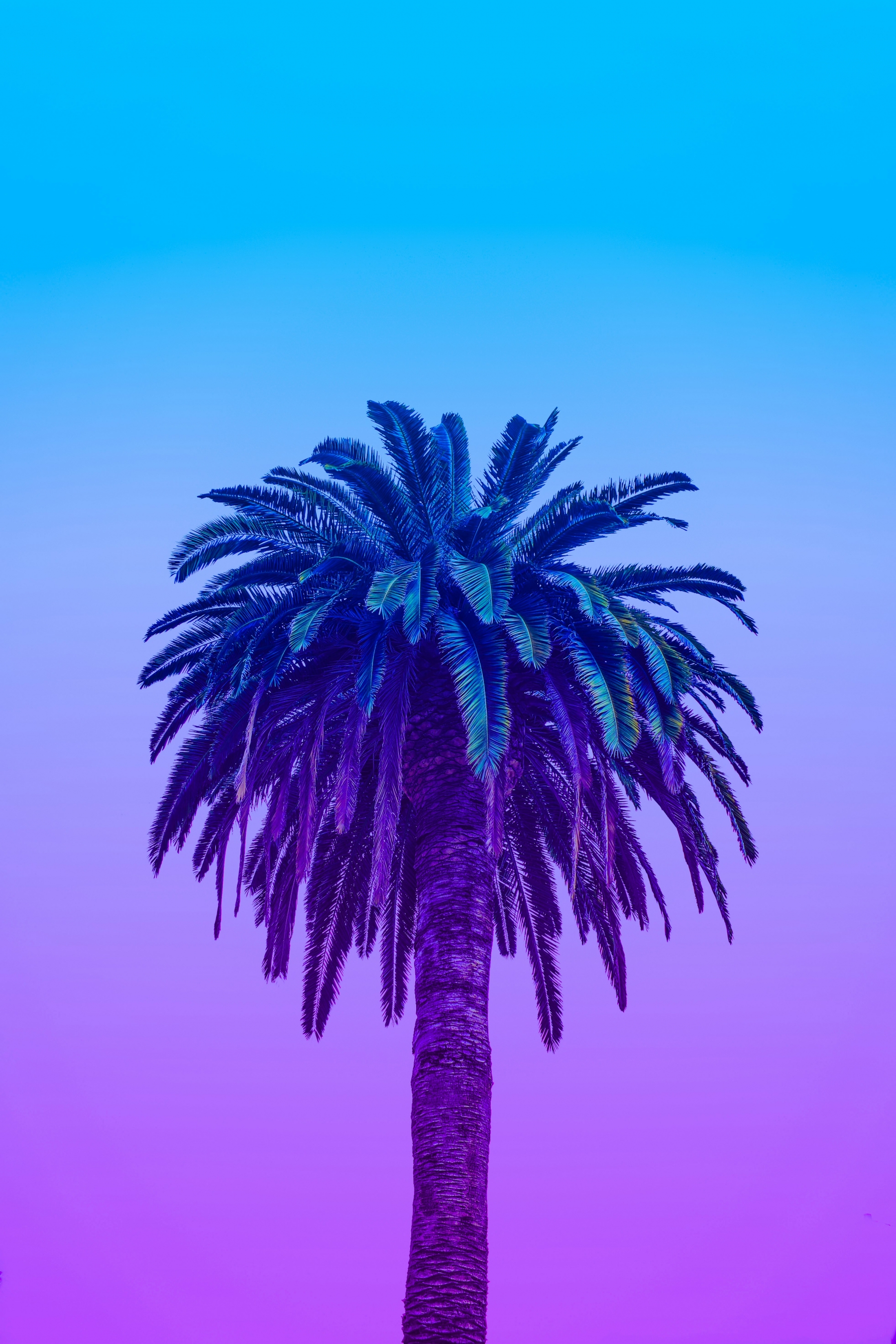 Palm Tree Ontop Of A Colorful Blue Purple Gradient wallpaper for Apple iPhone, Apple Watch, Mac, iPad and Apple Watch