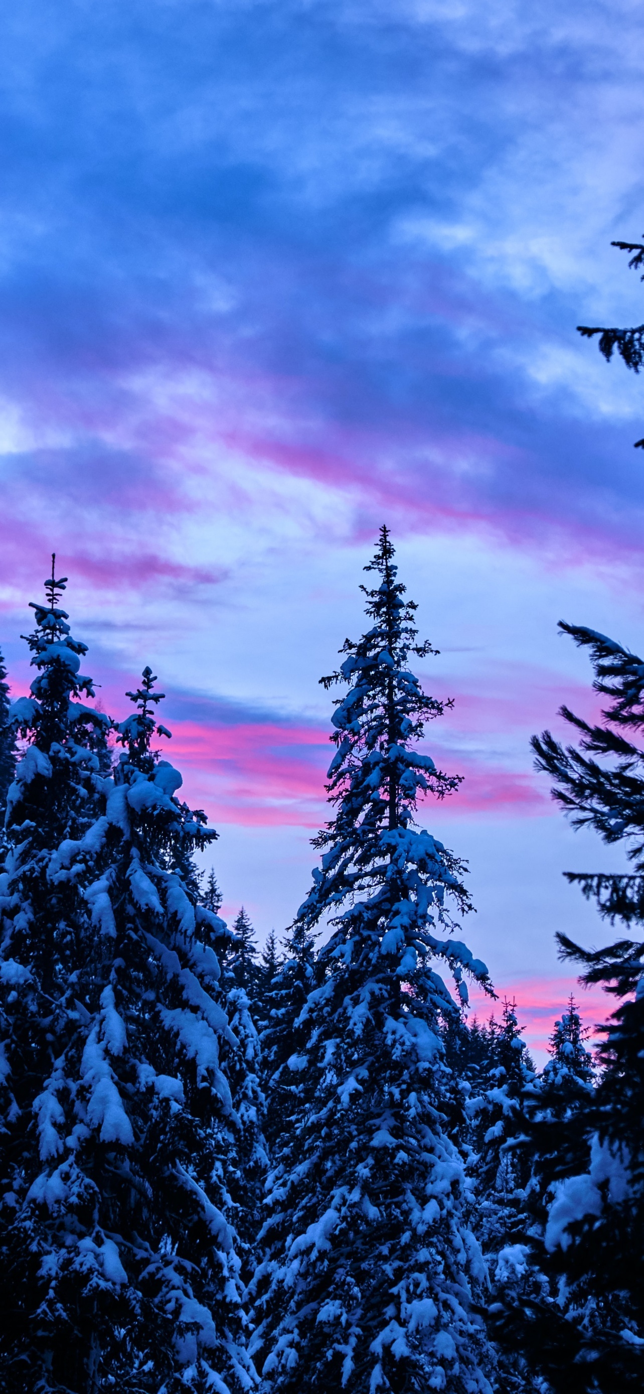 Pine Trees Snow Covered Winter Forest Sunset 5K