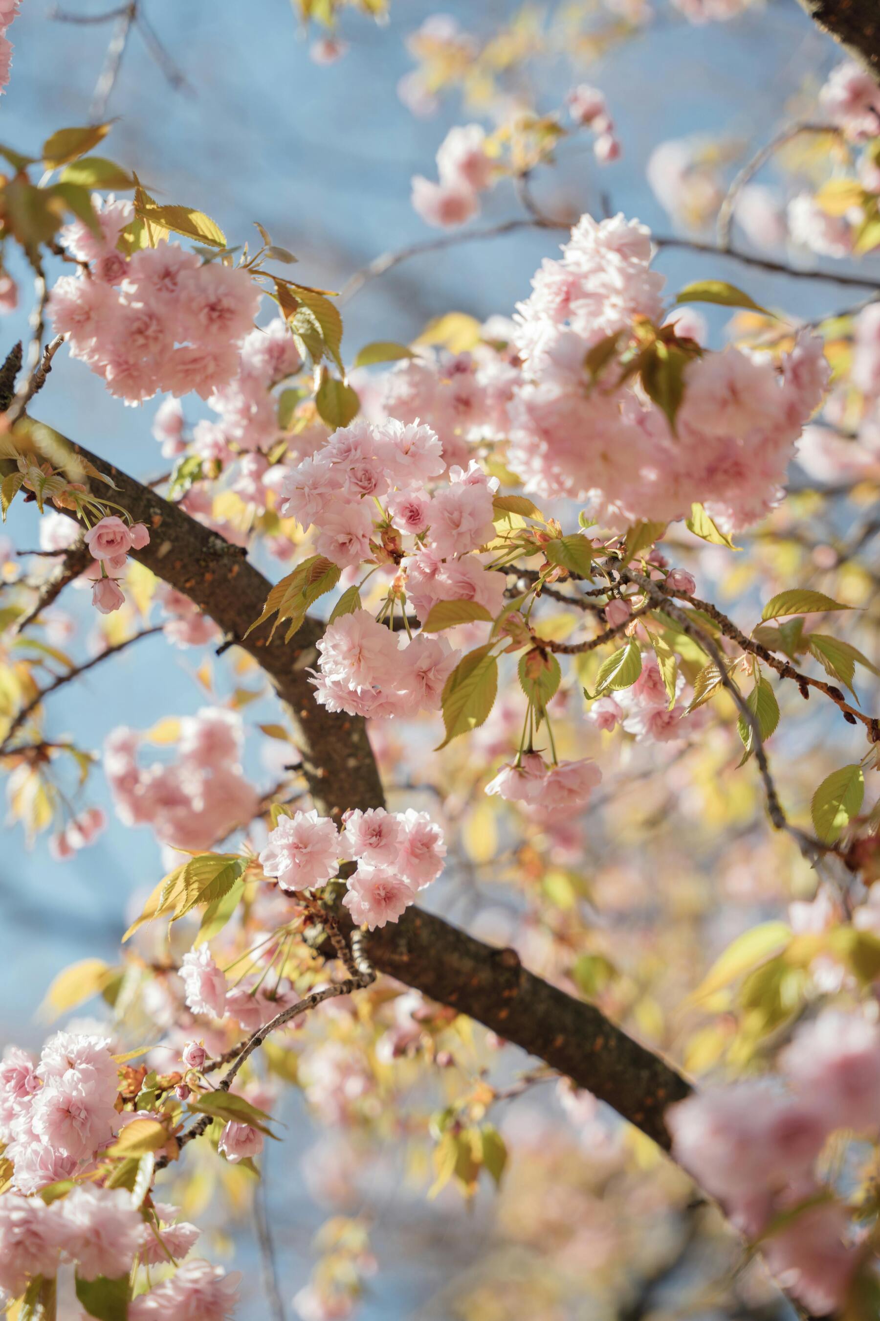 Pink Cherry Blossoms Desktop Background Wallpaper Picture For Apple iPhone Google Android Pixel And Samsung Galaxy