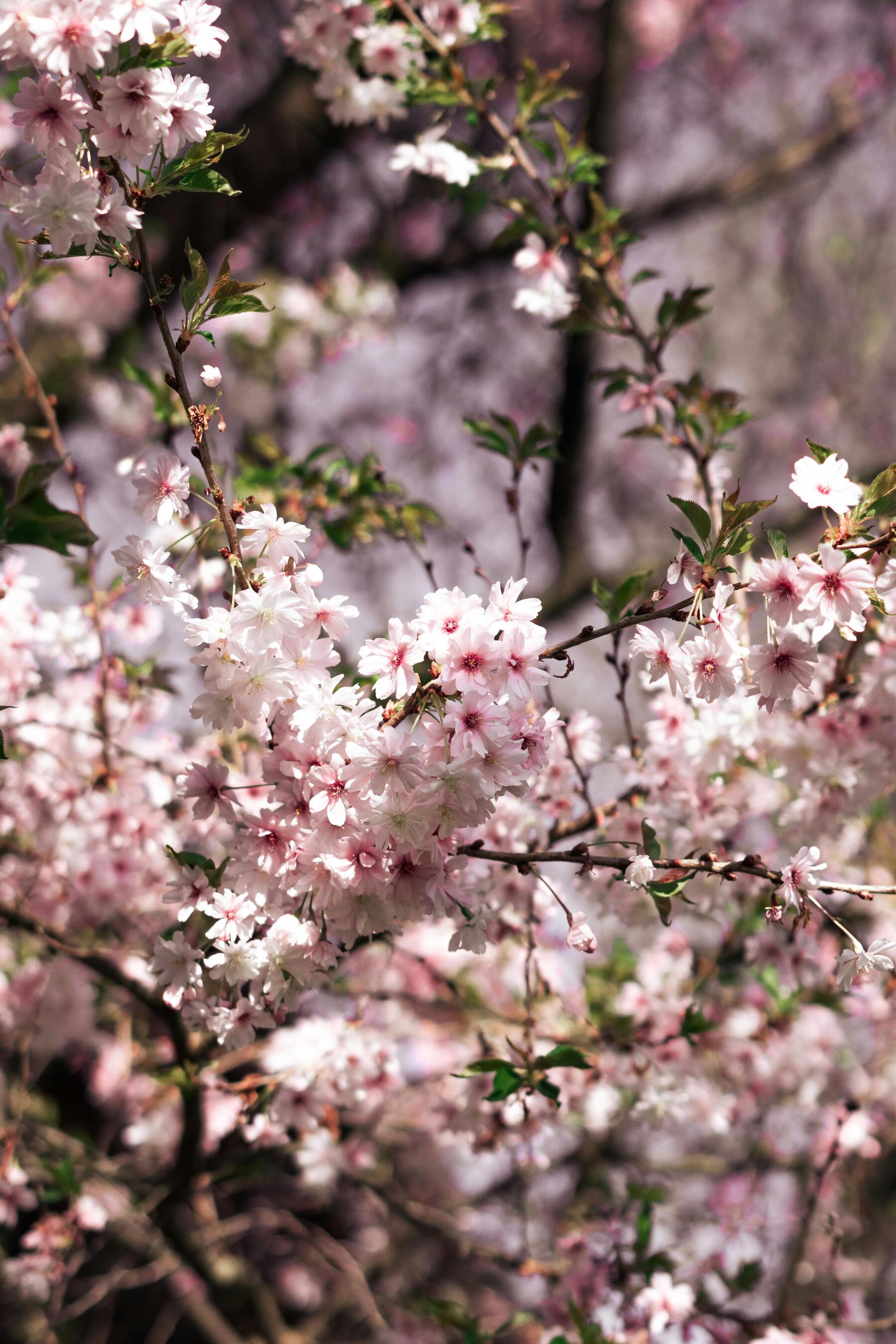 Pink Cherry Blossoms UltraHD Ultra HD 4K 8K 10K 12k 20k High Resolution HDR Highres Desktop Wallpapers For iPhone And Android wallpaper for Apple iPhone, Apple Watch, Mac, iPad and Apple Watch