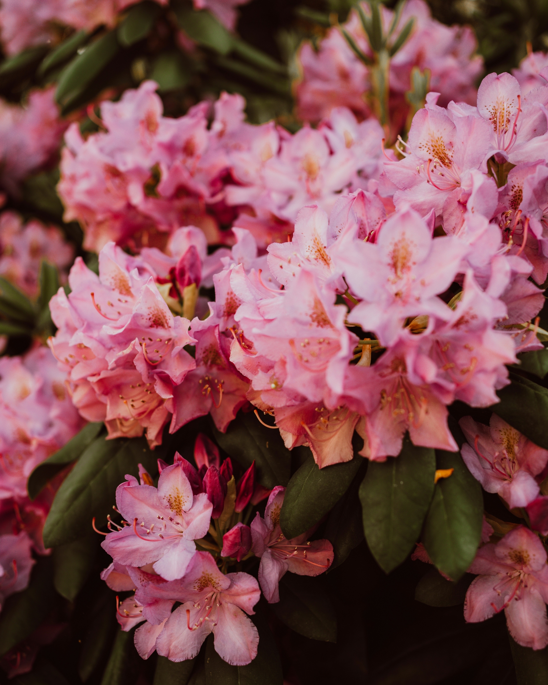 Pink Flowers Luxury Garden