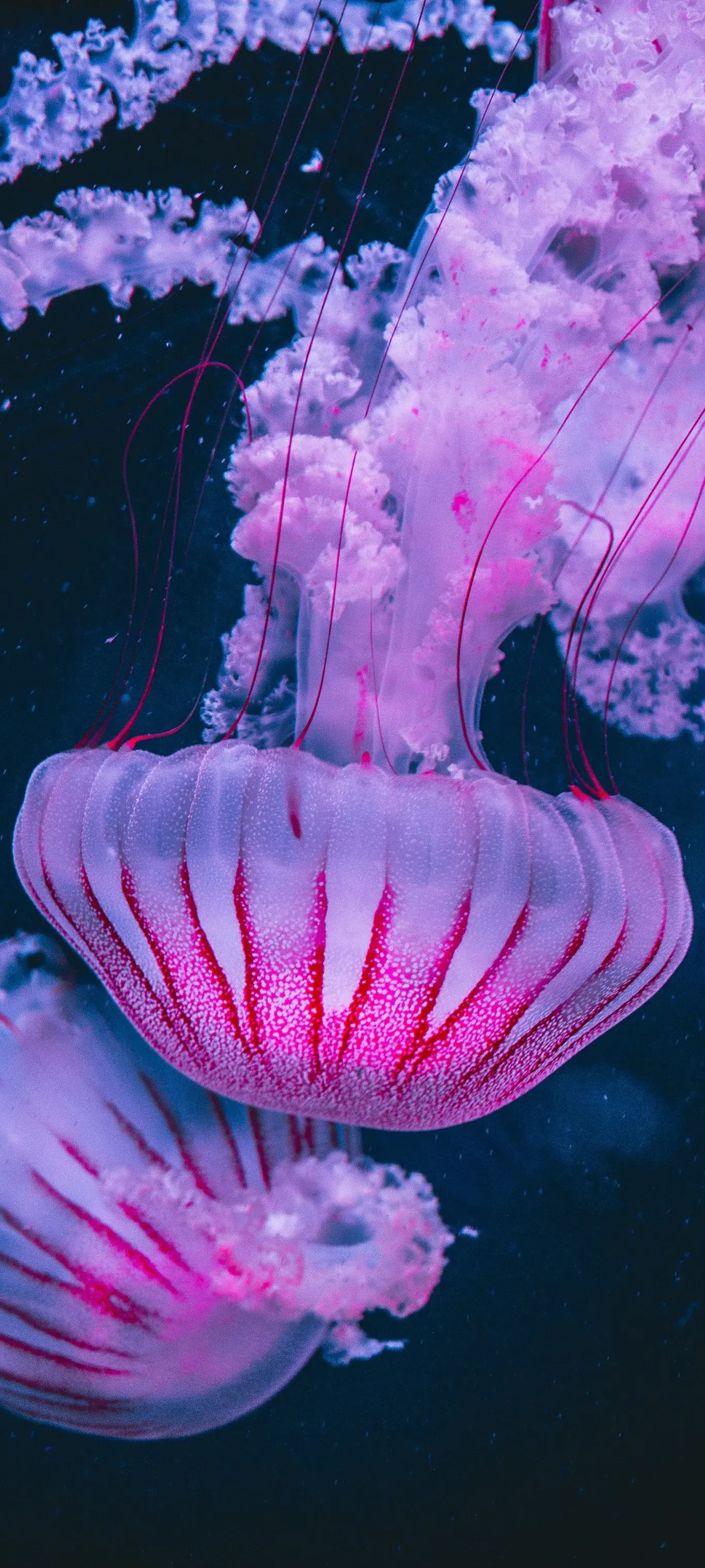 Pink Jellyfish HD Collection Underwater Deep Ocean Translucent 4K Nature Creatures Of The Sea wallpaper for Apple iPhone, Apple Watch, Mac, iPad and Apple Watch