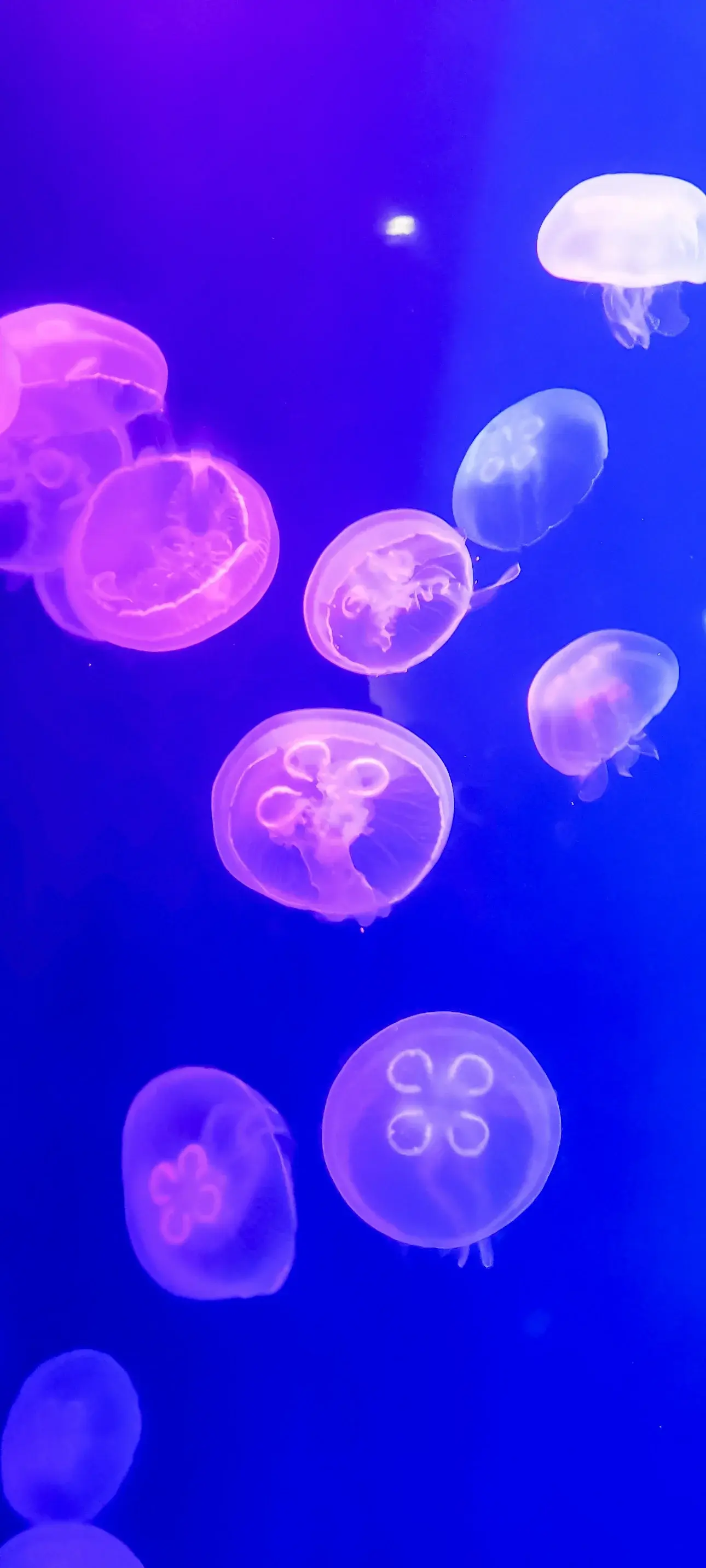 Pink Jellyfish HD Underwater Deep Ocean Translucent 4K Nature Creatures Of The Sea In Blue Ocean wallpaper for Apple iPhone, Apple Watch, Mac, iPad and Apple Watch