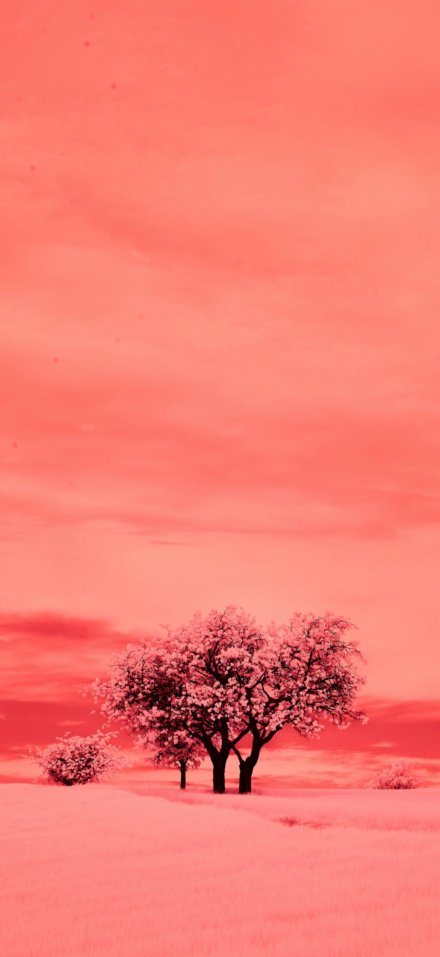 Pink Orange Peach Colored Landscape