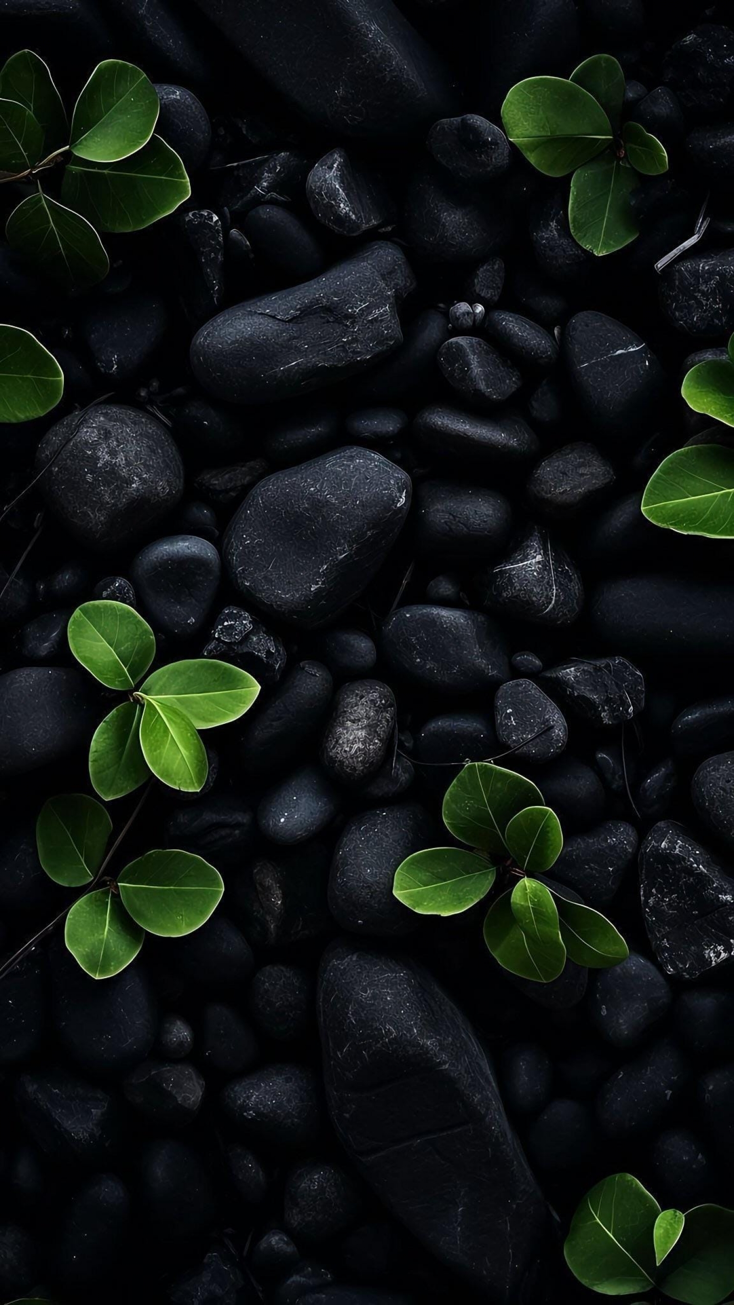 Plants Growing From Black Rocks Dramatic