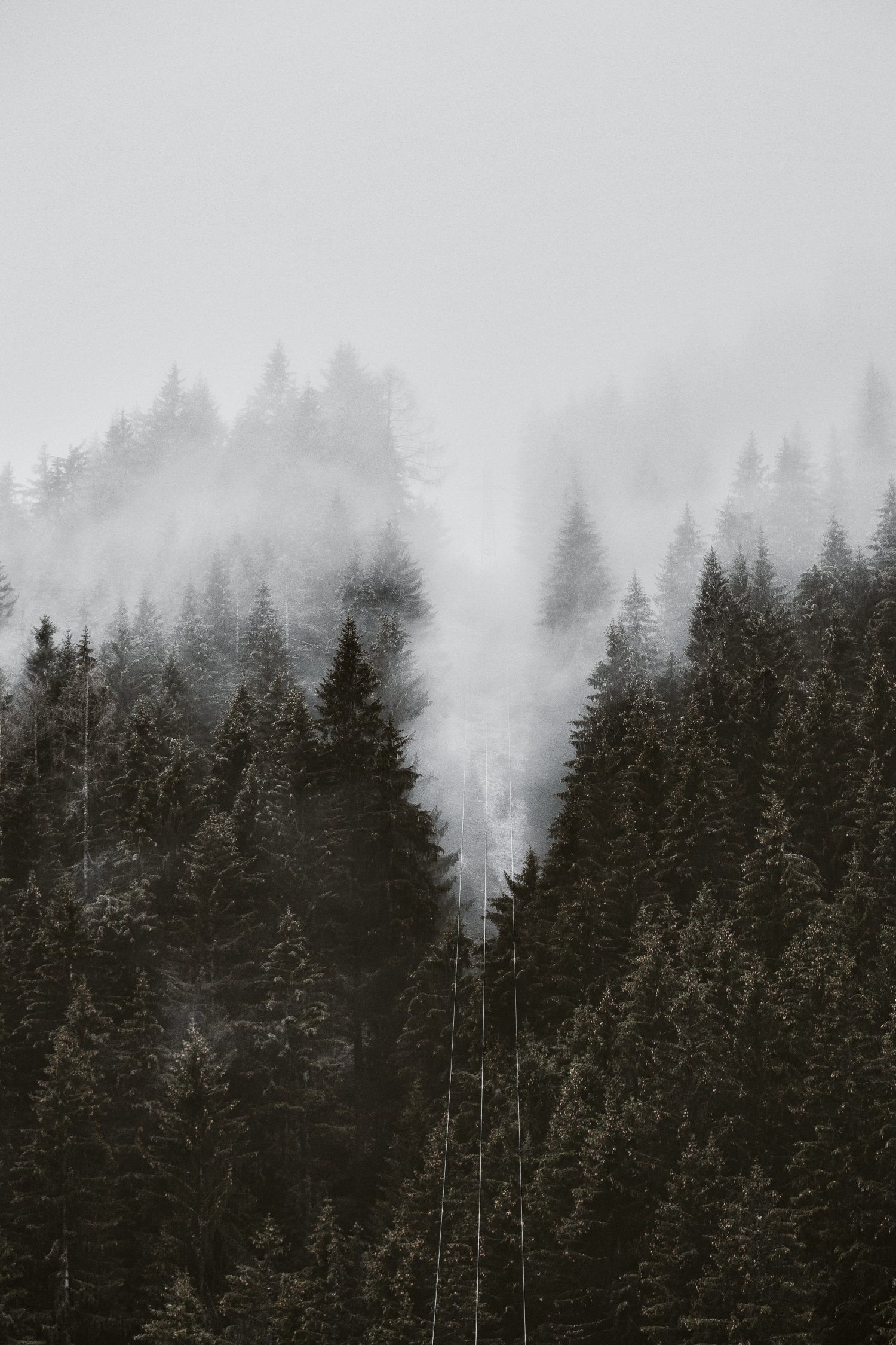 Powerlines Wires Over A Dark Gloomy Forest