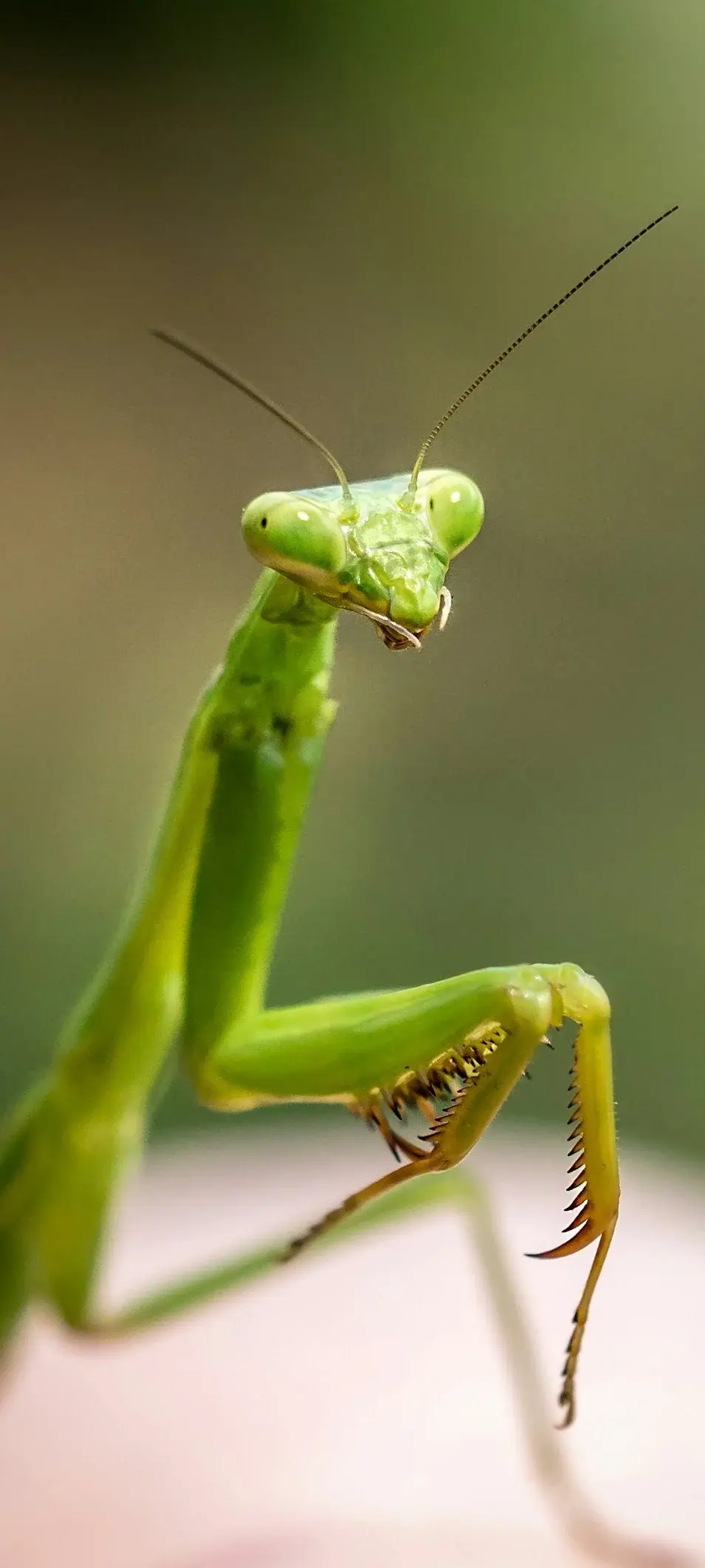 Praying Mantis Closeup Nature