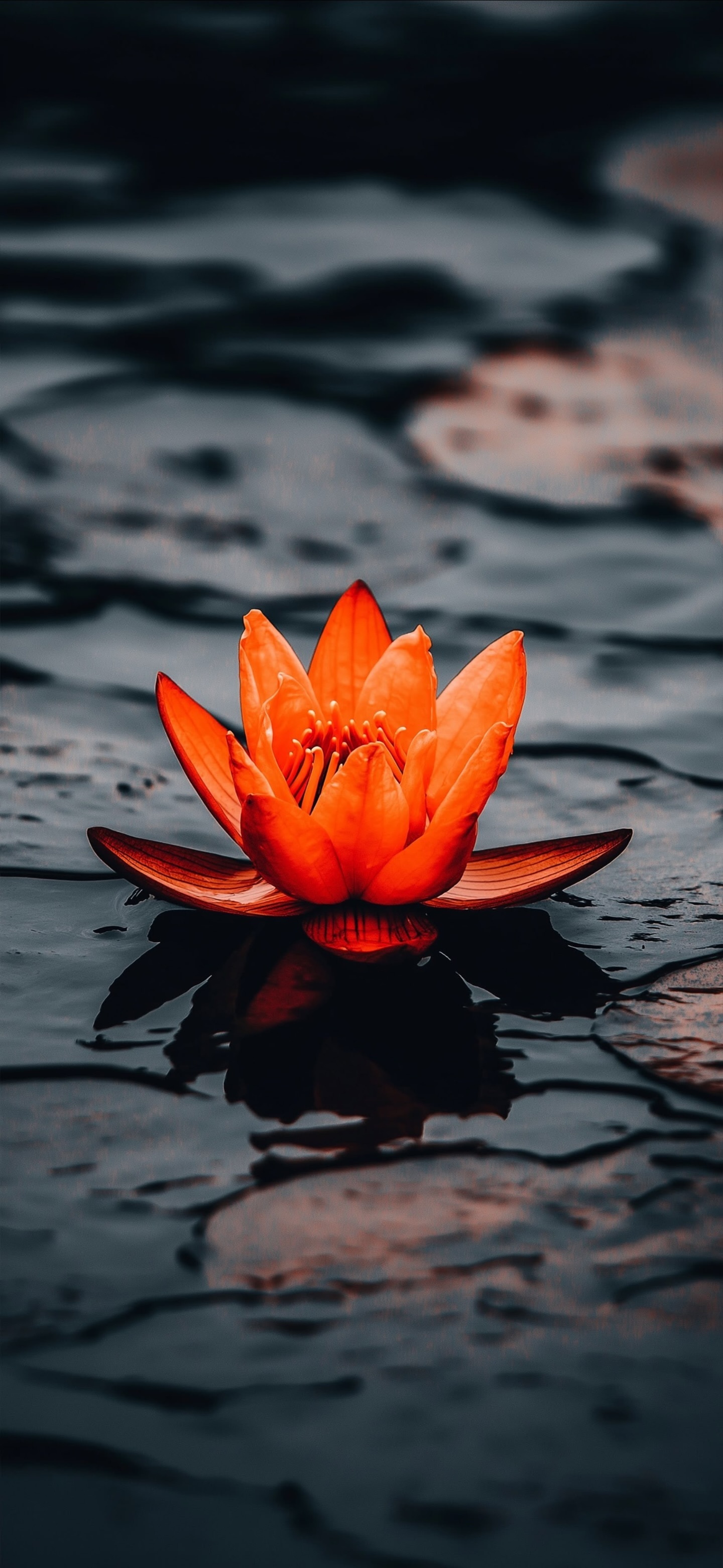 Red Orange Water Lilies Lily Pads Nymphaeaceae Lilypads wallpaper for Apple iPhone, Apple Watch, Mac, iPad and Apple Watch