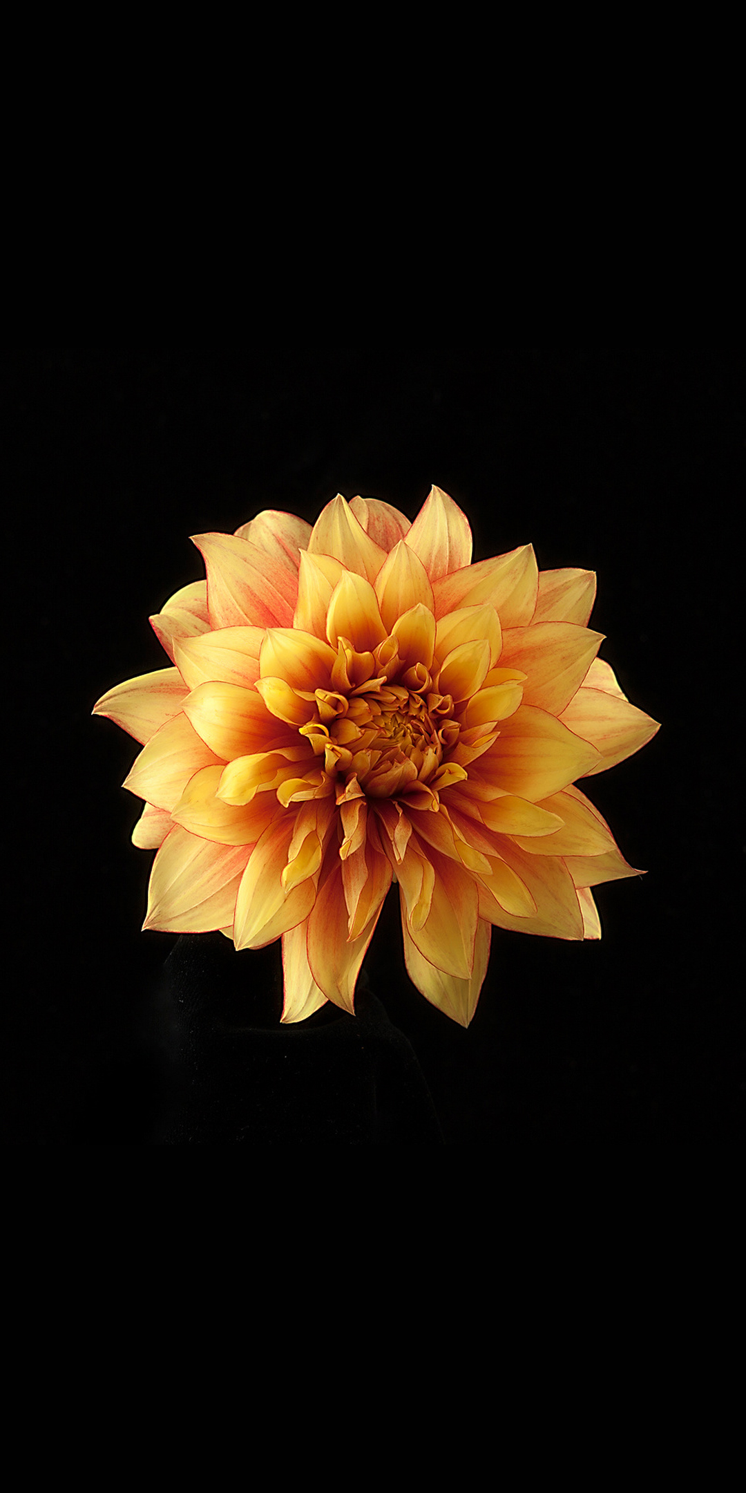 Redmi 6 Pro Stock Yellow Flower wallpaper for Apple iPhone, Apple Watch, Mac, iPad and Apple Watch