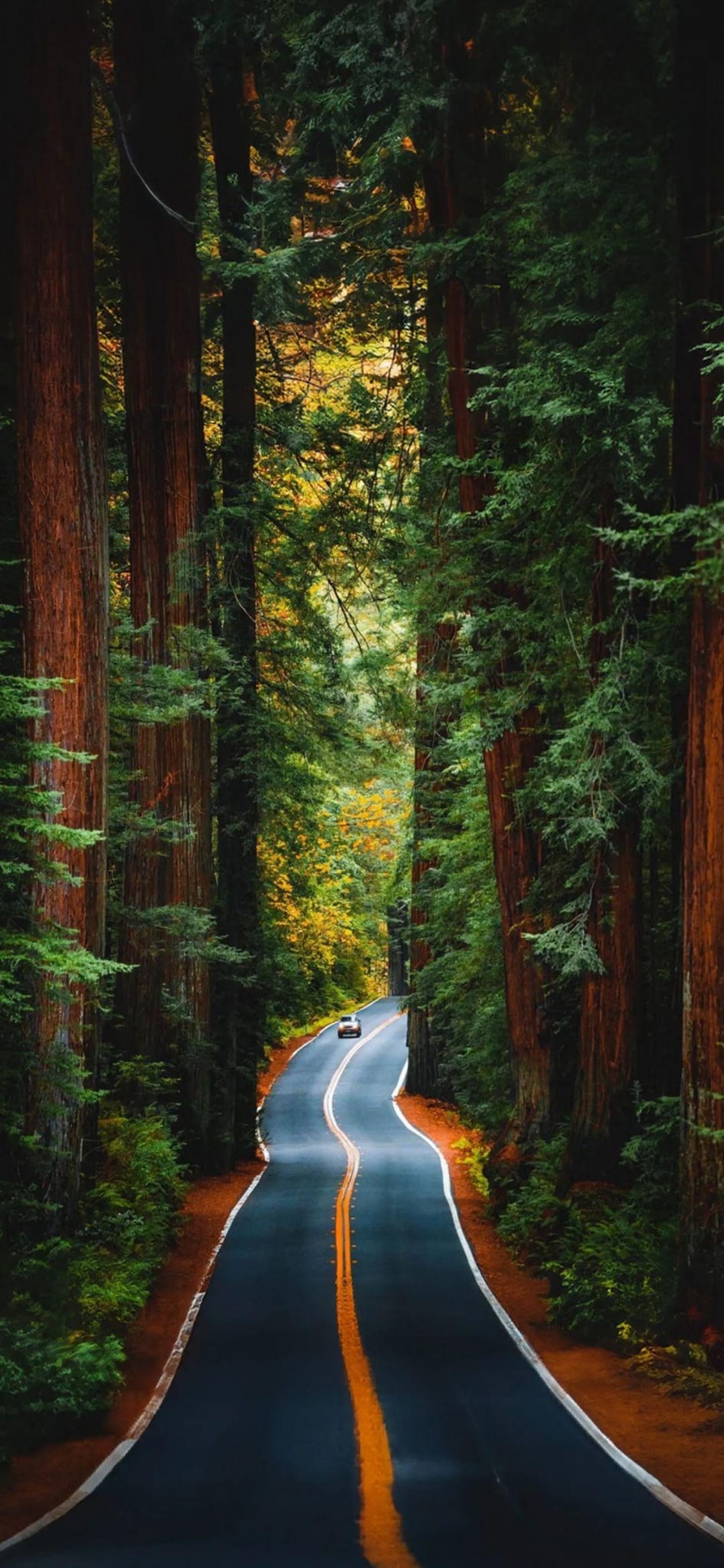Road In The Forest Tall Trees wallpaper for Apple iPhone, Apple Watch, Mac, iPad and Apple Watch